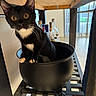 animal, black_and_white, black_cat, bottles, cat, cauldron, curious, domestic_cat, feline, floor, home, indoor, pet, pot, sitting, table_leg, tuxedo_cat, whiskers, wooden_table, yellow_eyes
