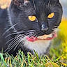 Riot is registered to the contest to win money with this photo: animal, black_and_white, cat, close_up, collar, cute, daylight, eyes, face, fur, grass, muzzle, nature, outdoor, pet, portrait, relaxed, soft_focus, whiskers, yellow_background