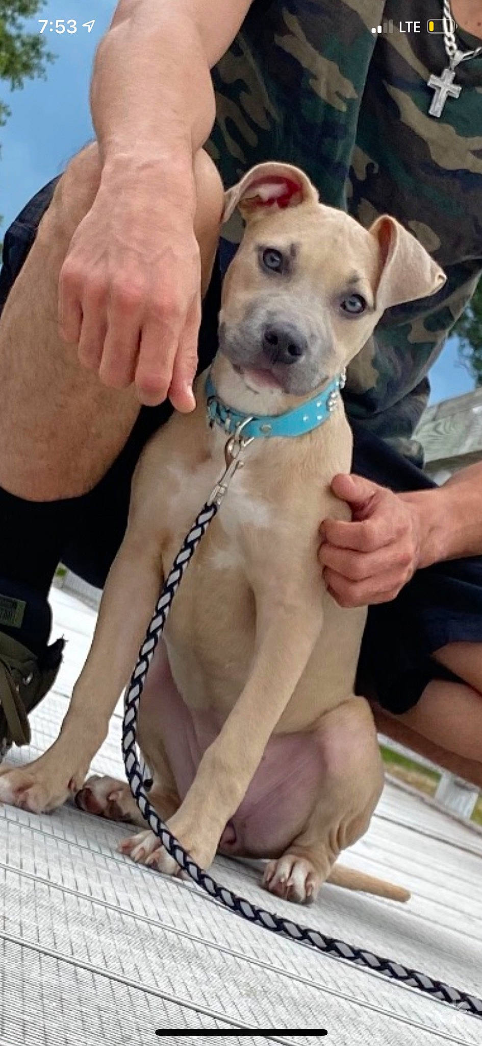 Ekko is registered to the contest to win money with this photo: canidae, carnivore, collar, companion_dog, dog, dog_breed, dog_collar, dog_supply, fashion_accessory, fawn, gesture, hat, non_sporting_group, recreation, snout, sporting_group, wrinkle