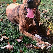 Tucker joined the competition — help win amazing prizes! animal, brindle, canine, closeup, collar, dog, fall, grass, happy, laying_down, leash, leaves, mammal, nature, outdoor, pet, playful, relaxed, summer, tongue_out