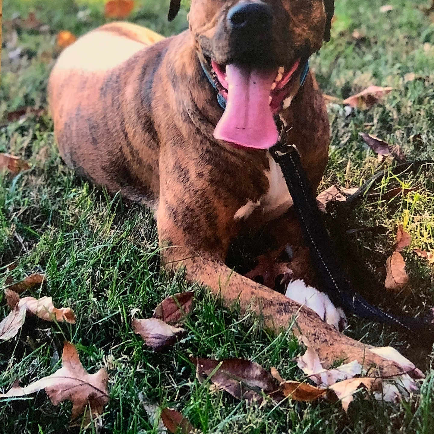 Tucker joined the competition — help win amazing prizes! animal, brindle, canine, closeup, collar, dog, fall, grass, happy, laying_down, leash, leaves, mammal, nature, outdoor, pet, playful, relaxed, summer, tongue_out