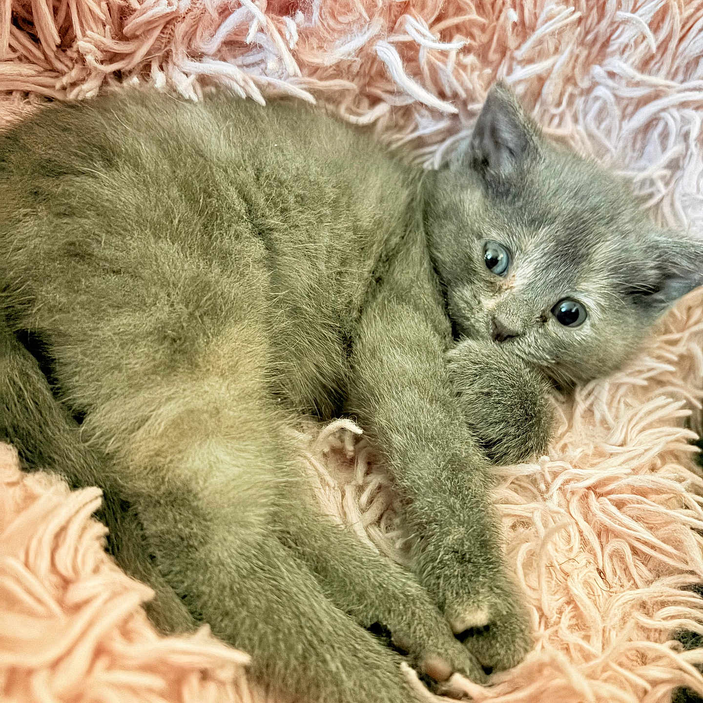 Chloe joined the competition — help win amazing prizes! animal, blanket, cat, closeup, cozy, cute, domestic_animal, furry, gray_fur, indoor, kitten, paw, pet, pink, resting, sleeping, small, soft_texture, whiskers, young