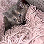 Chloe joined the competition — help win amazing prizes! kitten, cat, grey_cat, blue_eyes, fluffy, blanket, pink_blanket, soft_texture, curious, pet, animal, close_up, indoors, cozy, young_cat, feline, cute, small, fur, resting