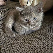 Chloe is registered to the contest to win money with this photo: kitten, gray_fur, cat, pet, indoor, couch, texture, cozy, pillow, small, cute, animal, feline, resting, young, fur, whiskers, eyes, home, relaxed