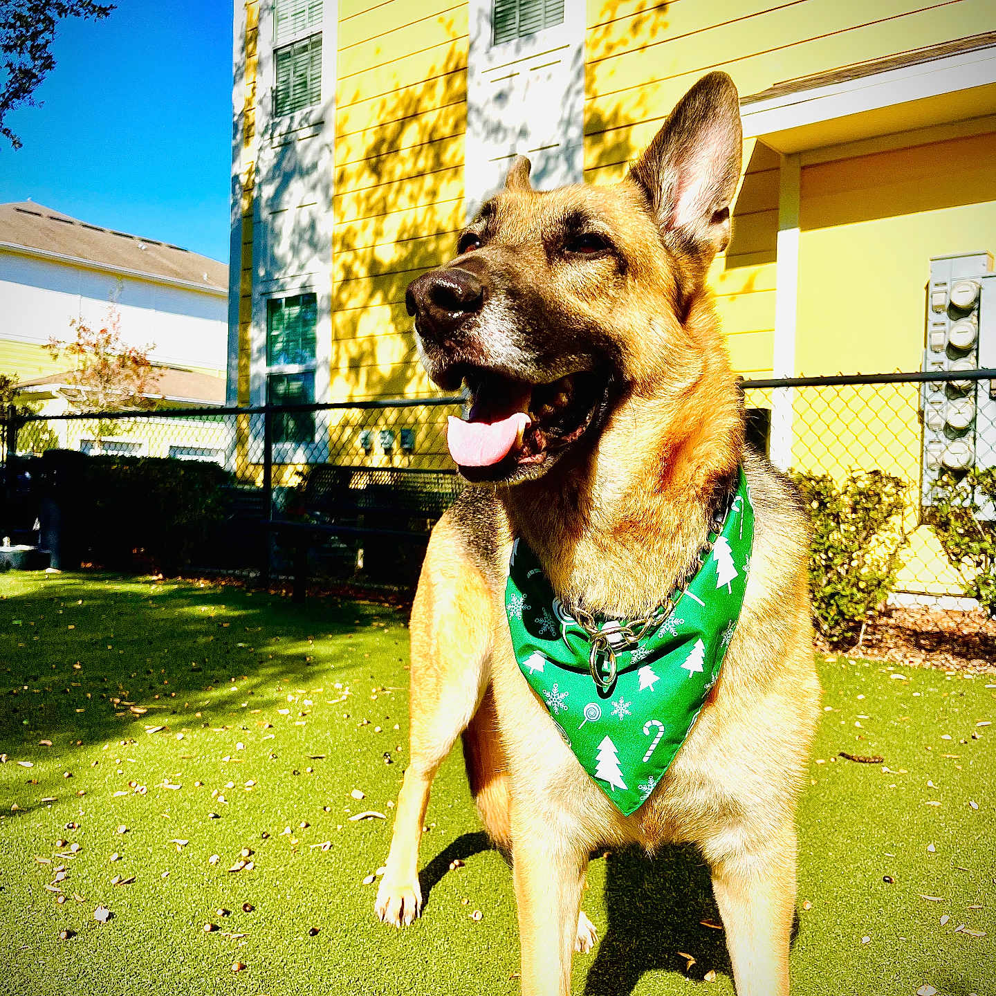 Zeke is registered to the contest to win money with this photo: accessories, animal, architecture, backyard, building, canine, dog, germanshepherd, grass, green, lawn, nature, neighborhood, outdoors, pet, plant, puppy, summer, tree, yard