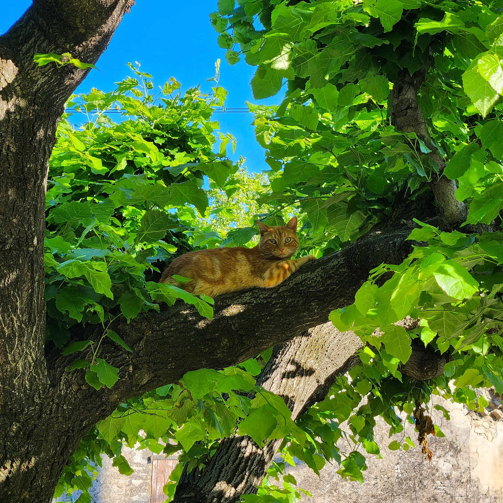 Simba