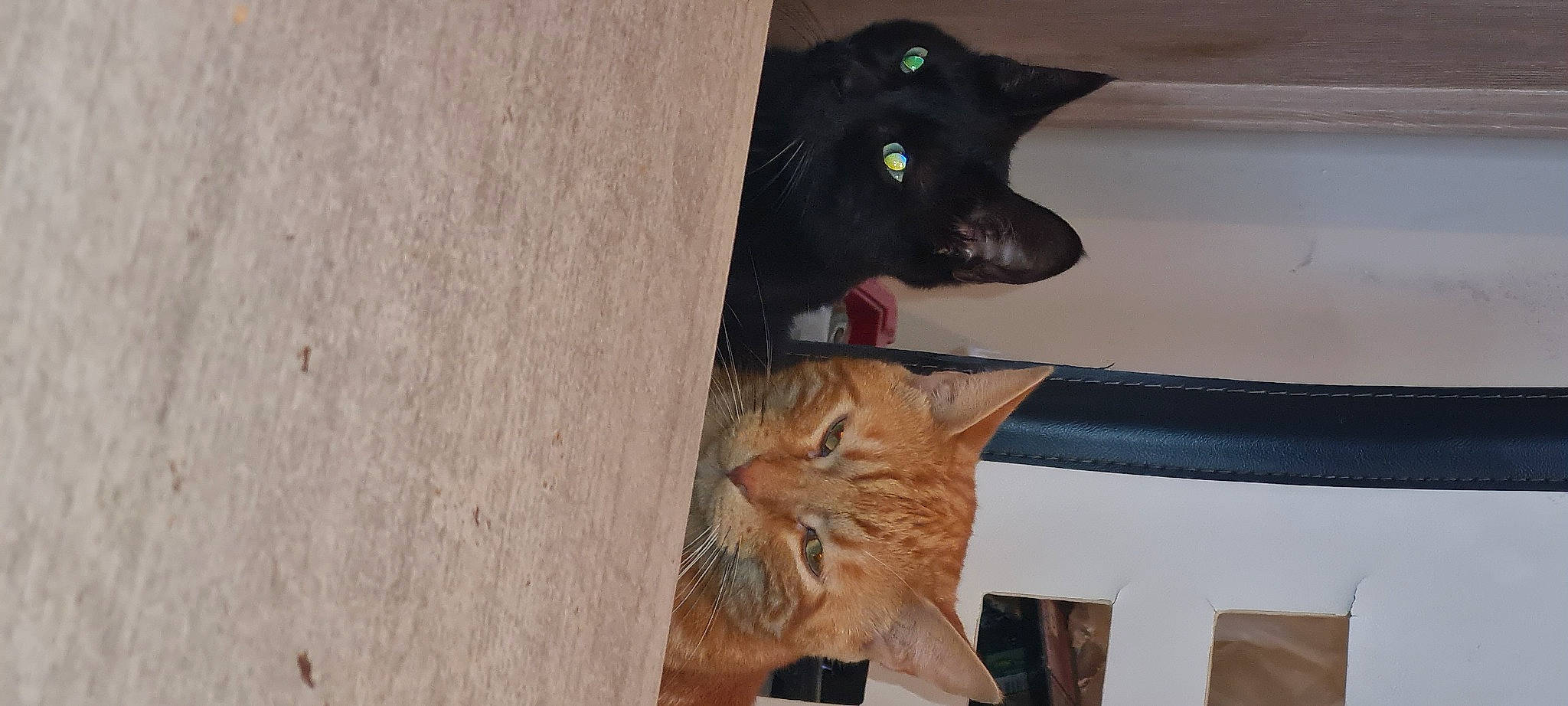 Simba a rejoint le concours — aidez-le/la à gagner de superbes lots ! bombay, carnivore, cat, domestic_short_haired_cat, door, fawn, felidae, flooring, fur, hardwood, mammal, pet_supply, small_to_medium_sized_cats, snout, tail, vertebrate, whiskers, window, wood, wood_stain