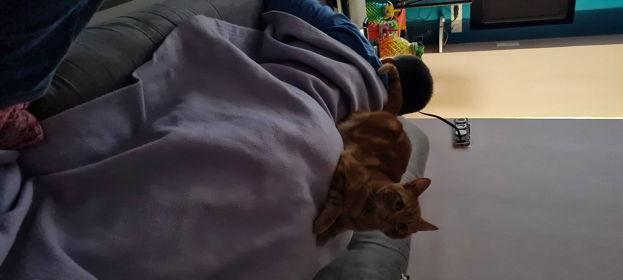 Simba a rejoint le concours — aidez-le/la à gagner de superbes lots ! canidae, carnivore, cat, comfort, companion_dog, couch, dog_breed, domestic_short_haired_cat, fawn, felidae, fur, hardwood, linens, room, small_to_medium_sized_cats, sporting_group, tail, toy, whiskers, wood