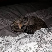 Pepette a rejoint le concours — aidez-le/la à gagner de superbes lots ! bed_sheet, black, black_and_white, carnivoran, cat, cat_like_mammal, floor, flooring, fur, kitten, mammal, nap, small_to_medium_sized_cats, vertebrate, whiskers, wood
