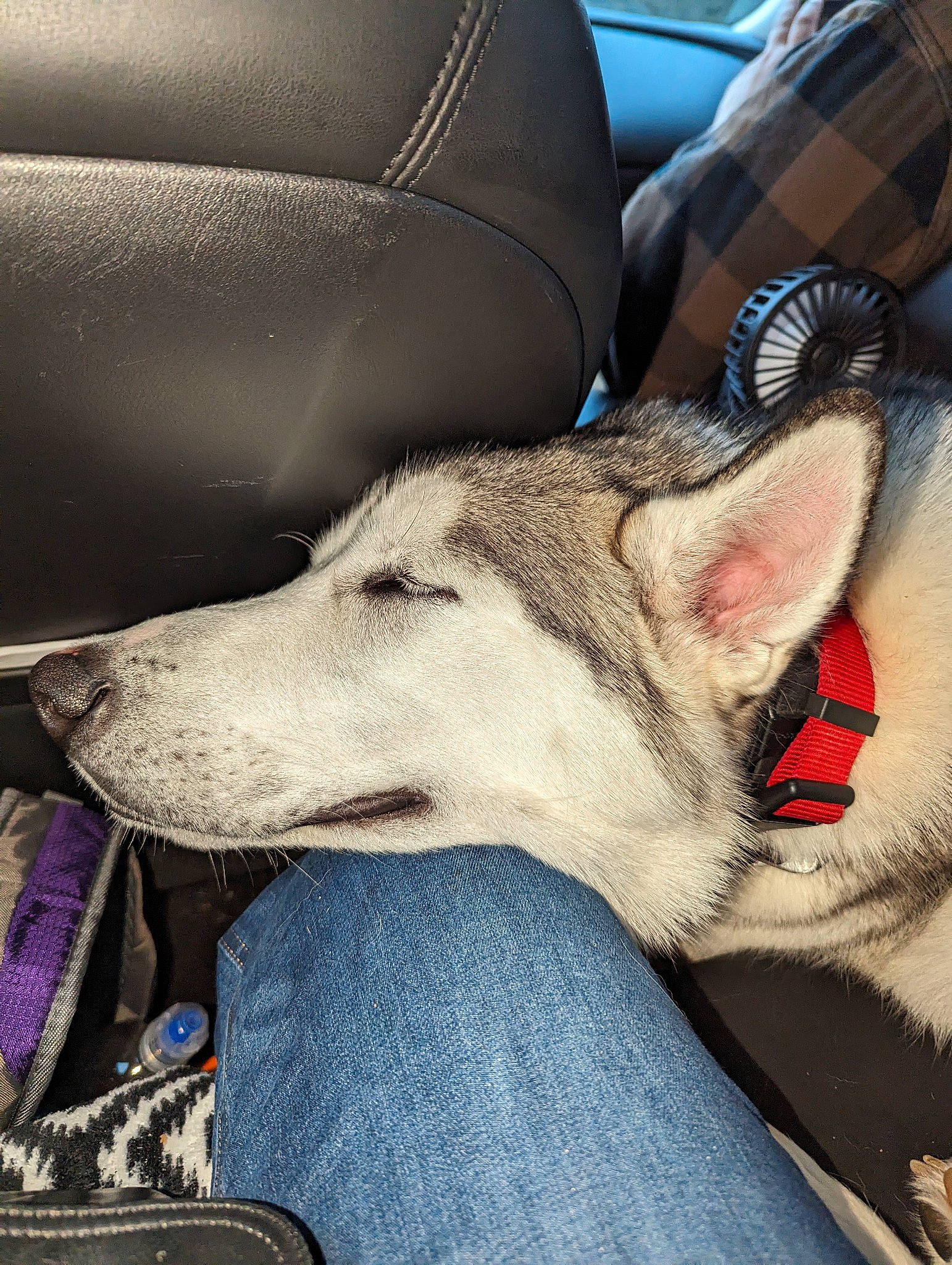 Kaiju joined the competition — help win amazing prizes! canidae, canis, carnivore, chair, comfort, companion_dog, dog, dog_breed, fawn, fur, human_leg, jaw, sitting, snout, sporting_group, tail, tints_and_shades, tire, wheel, working_animal