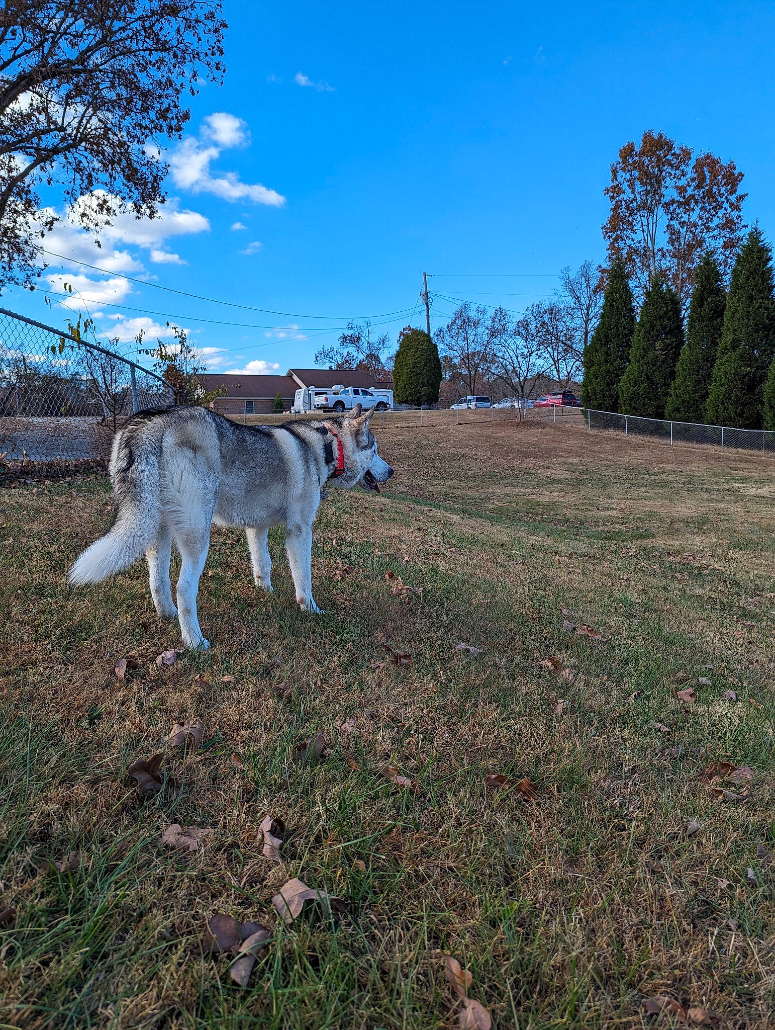 Kaiju joined the competition — help win amazing prizes! carnivore, cloud, dog, dog_breed, fawn, field, grass, grassland, landscape, livestock, meadow, natural_landscape, pasture, plant, sky, soil, tail, tree, wood, working_animal