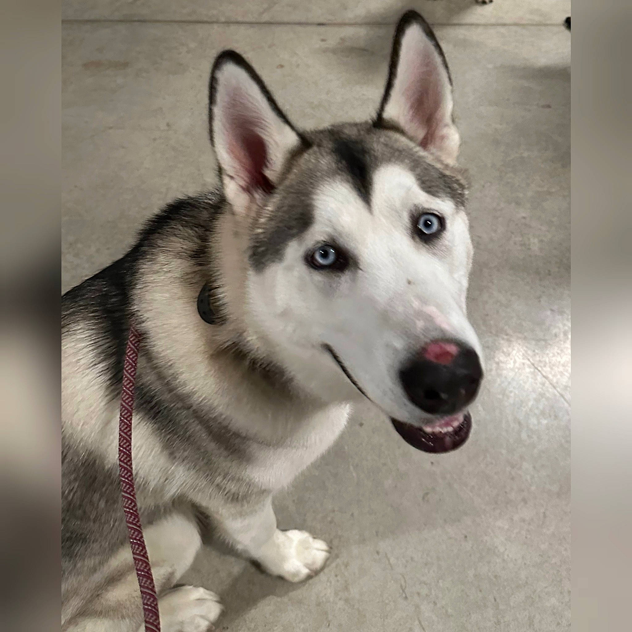 Kaiju joined the competition — help win amazing prizes! alaskan_klee_kai, ancient_dog_breeds, canidae, canis, carnivore, collar, companion_dog, dog, dog_breed, fur, pet_supply, siberian_husky, sled_dog, snout, sporting_group, terrestrial_animal, whiskers, wolf, working_animal, working_dog