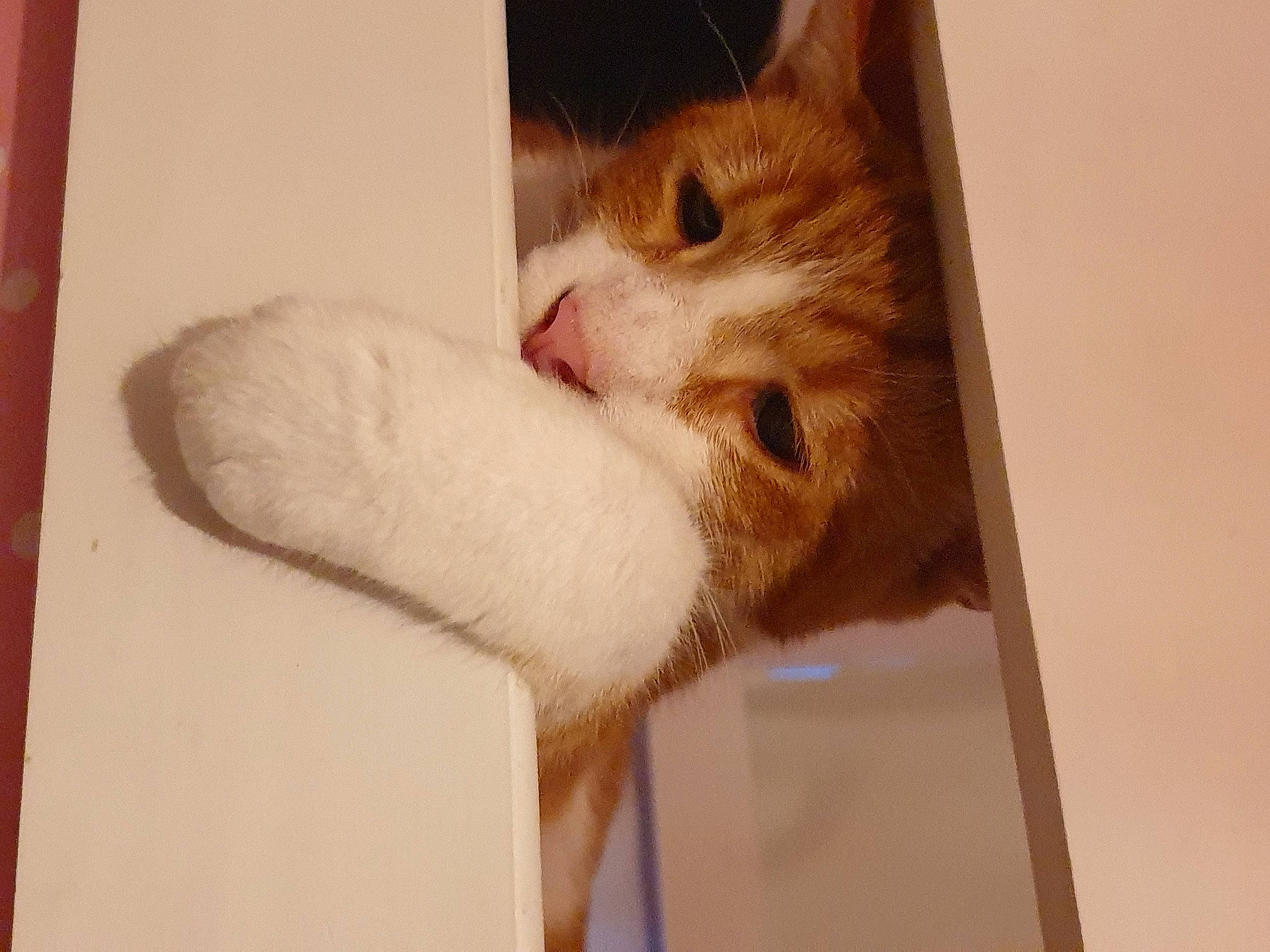 Azzy joined the competition — help win amazing prizes! carnivore, cat, claw, comfort, domestic_short_haired_cat, ear, eye, fawn, felidae, fur, hardwood, paw, small_to_medium_sized_cats, snout, tail, whiskers, wood