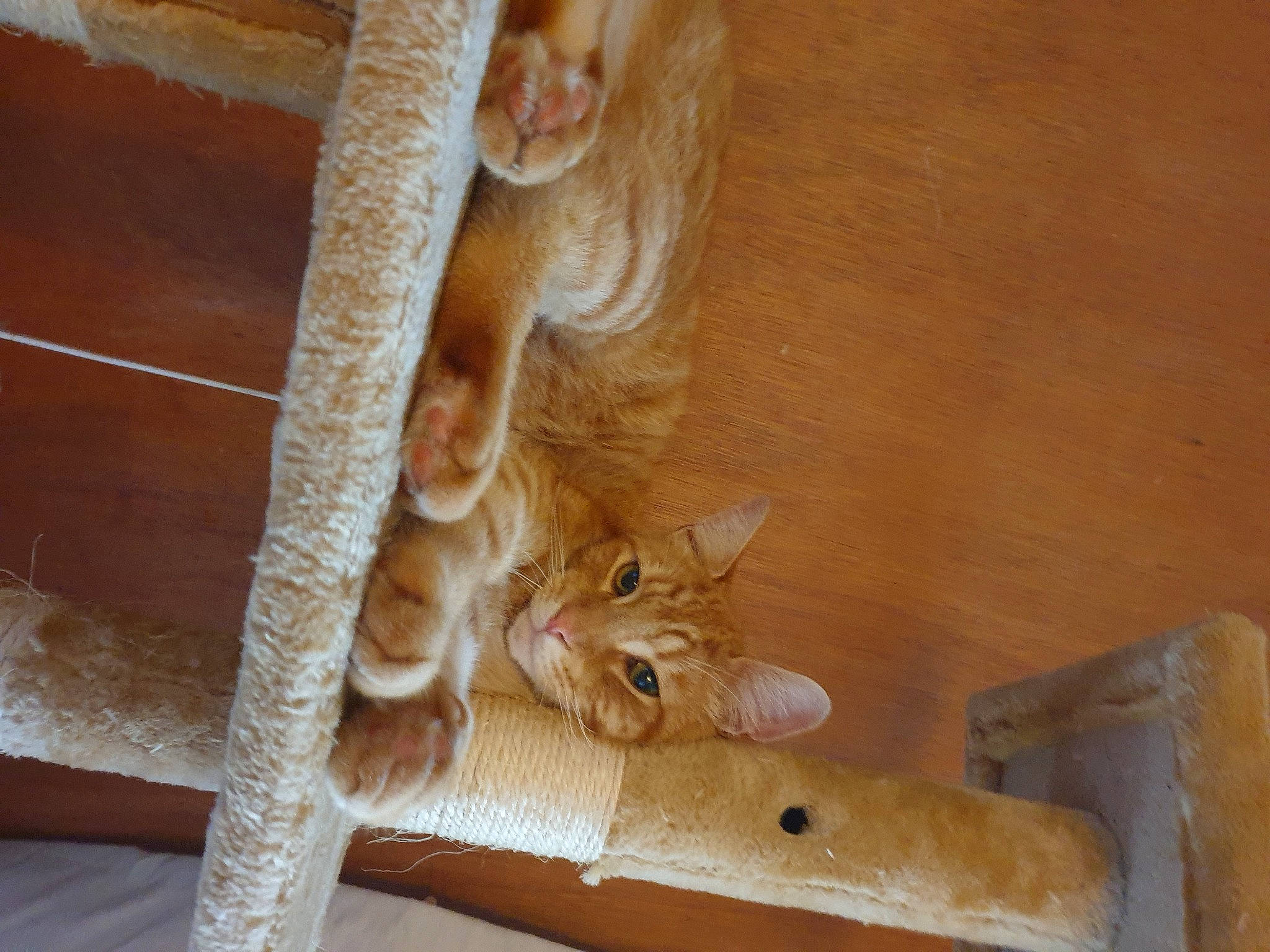 Crowley joined the competition — help win amazing prizes! carnivore, cat, cat_supply, comfort, domestic_short_haired_cat, fawn, felidae, flooring, fur, hardwood, peach, plywood, room, small_to_medium_sized_cats, tail, varnish, whiskers, wood, wood_flooring, wood_stain