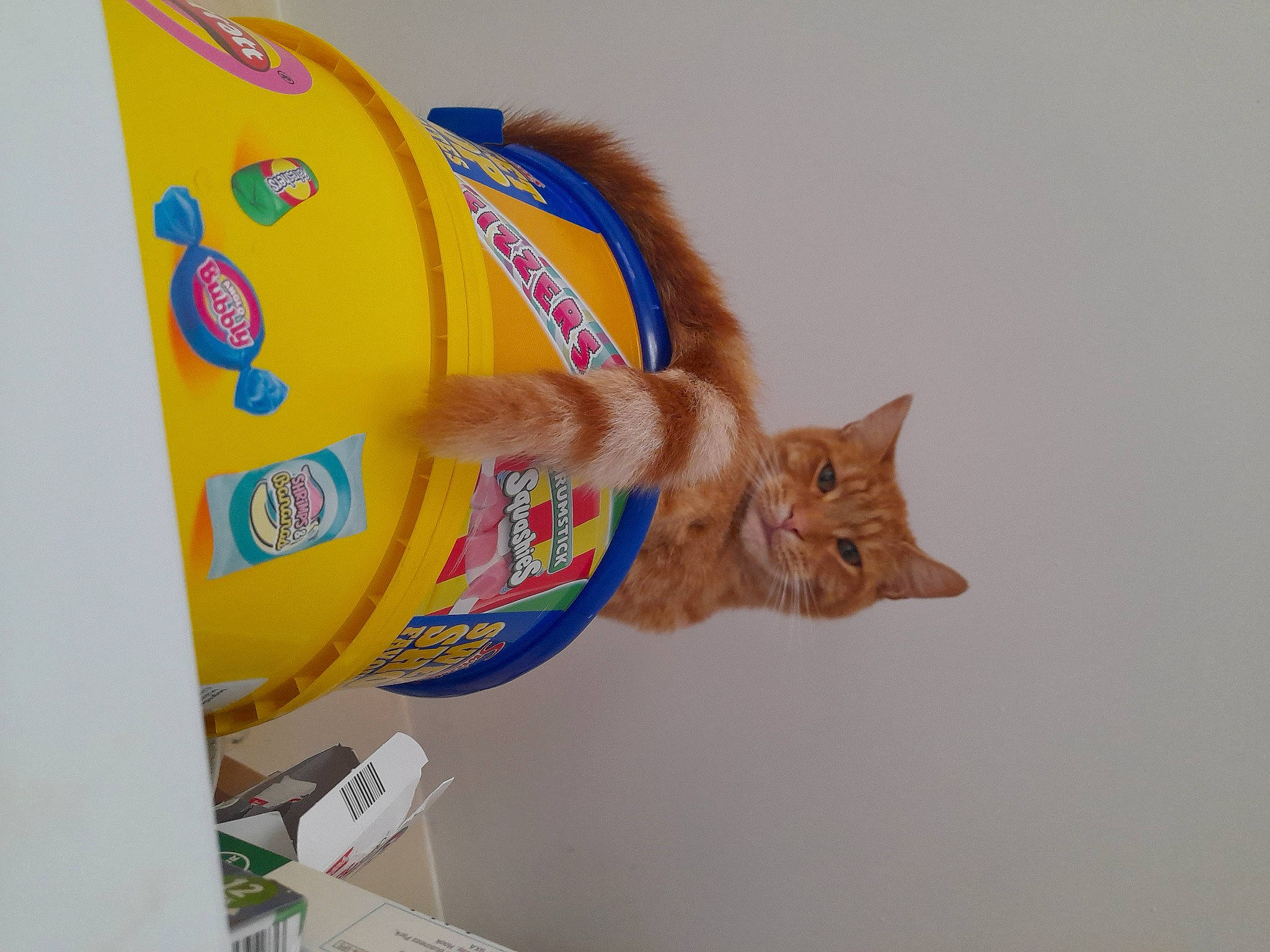 Crowley joined the competition — help win amazing prizes! carnivore, cat, domestic_short_haired_cat, electric_blue, fashion_accessory, felidae, fur, logo, packaging_and_labeling, paper, paper_product, personal_protective_equipment, sleeve, small_to_medium_sized_cats, tail, whiskers