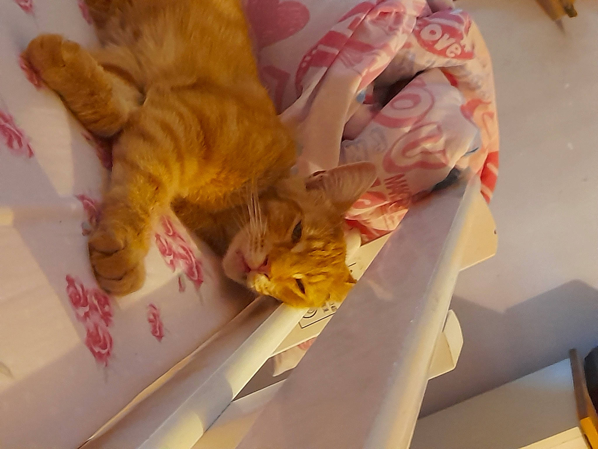 Crowley is registered to the contest to win money with this photo: carnivore, cat, claw, comfort_food, companion_dog, domestic_short_haired_cat, fawn, felidae, fur, junk_food, paw, peach, small_to_medium_sized_cats, stuffed_toy, tail, teddy_bear, toy, whiskers, yellow