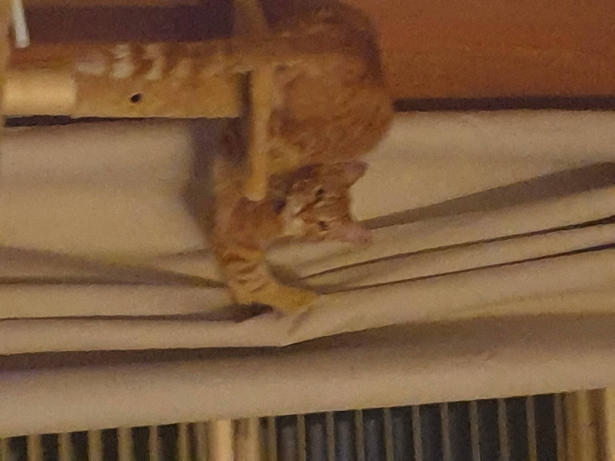 Crowley joined the competition — help win amazing prizes! art, beam, beige, building, building_material, carving, cat, ceiling, creative_arts, felidae, hardwood, metal, molding, plywood, sculpture, small_to_medium_sized_cats, tints_and_shades, wood