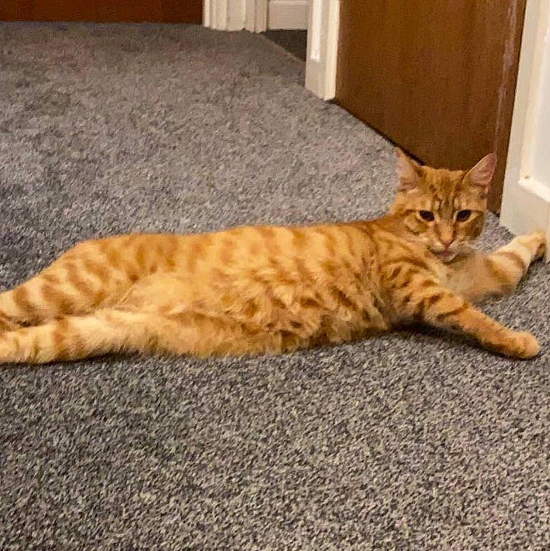 Crowley joined the competition — help win amazing prizes! carnivore, cat, comfort, domestic_short_haired_cat, door, fawn, felidae, flooring, foot, fur, hardwood, paw, room, sitting, small_to_medium_sized_cats, snout, tail, terrestrial_animal, whiskers, wood