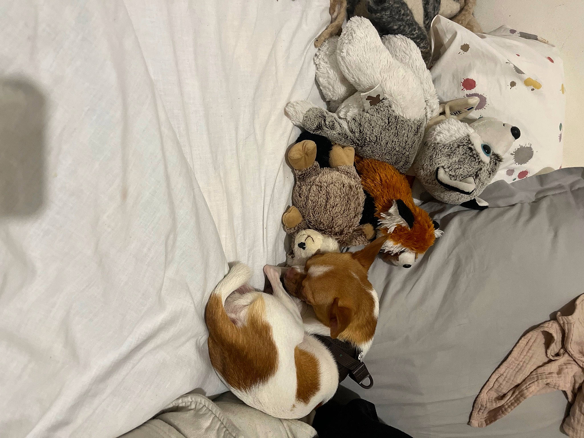 Tao a rejoint le concours — aidez-le/la à gagner de superbes lots ! basset_hound, bedding, canidae, carnivore, comfort, companion_dog, dog_breed, fawn, felidae, fur, hat, linens, plush, small_to_medium_sized_cats, stuffed_toy, tail, textile, toy, whiskers, wood