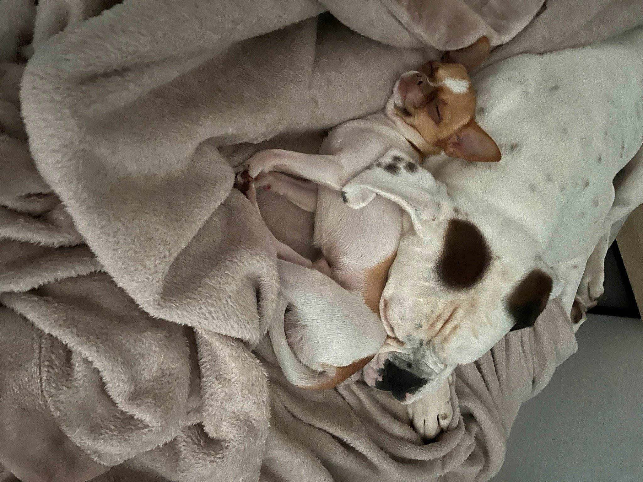 Tao a rejoint le concours — aidez-le/la à gagner de superbes lots ! bed_sheet, bedding, bone, canidae, carnivore, comfort, companion_dog, dog, dog_breed, fawn, fur, grey, linens, non_sporting_group, pattern, paw, petal, sporting_group, toy_dog, wood