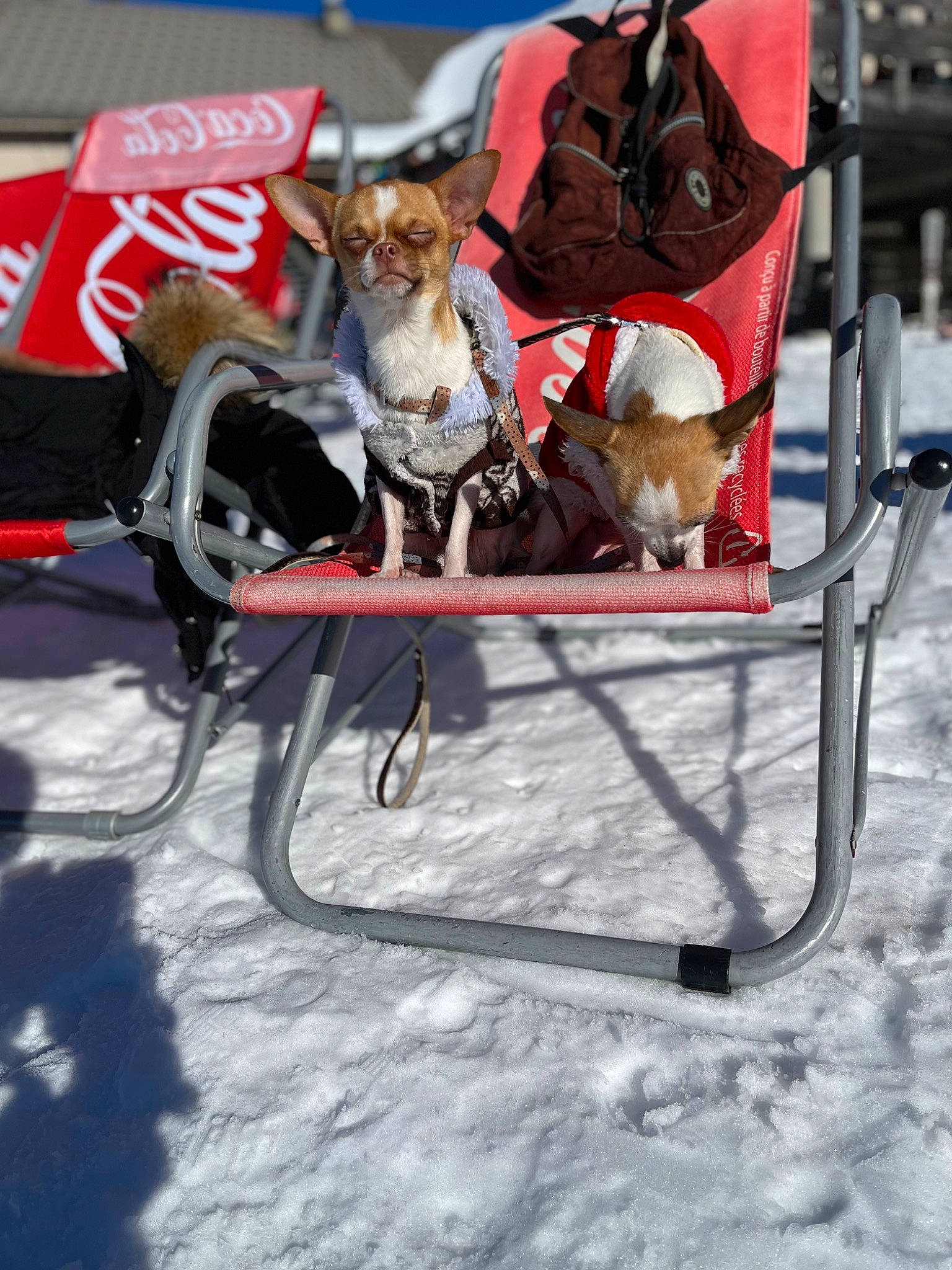 Tao participe au concours pour gagner de l'argent avec cette photo : bicycle_accessory, canidae, carnivore, collar, companion_dog, dog, dog_breed, dog_supply, fawn, freezing, leash, mammal, pet_supply, recreation, sled, snow, sporting_group, vehicle, winter, working_animal