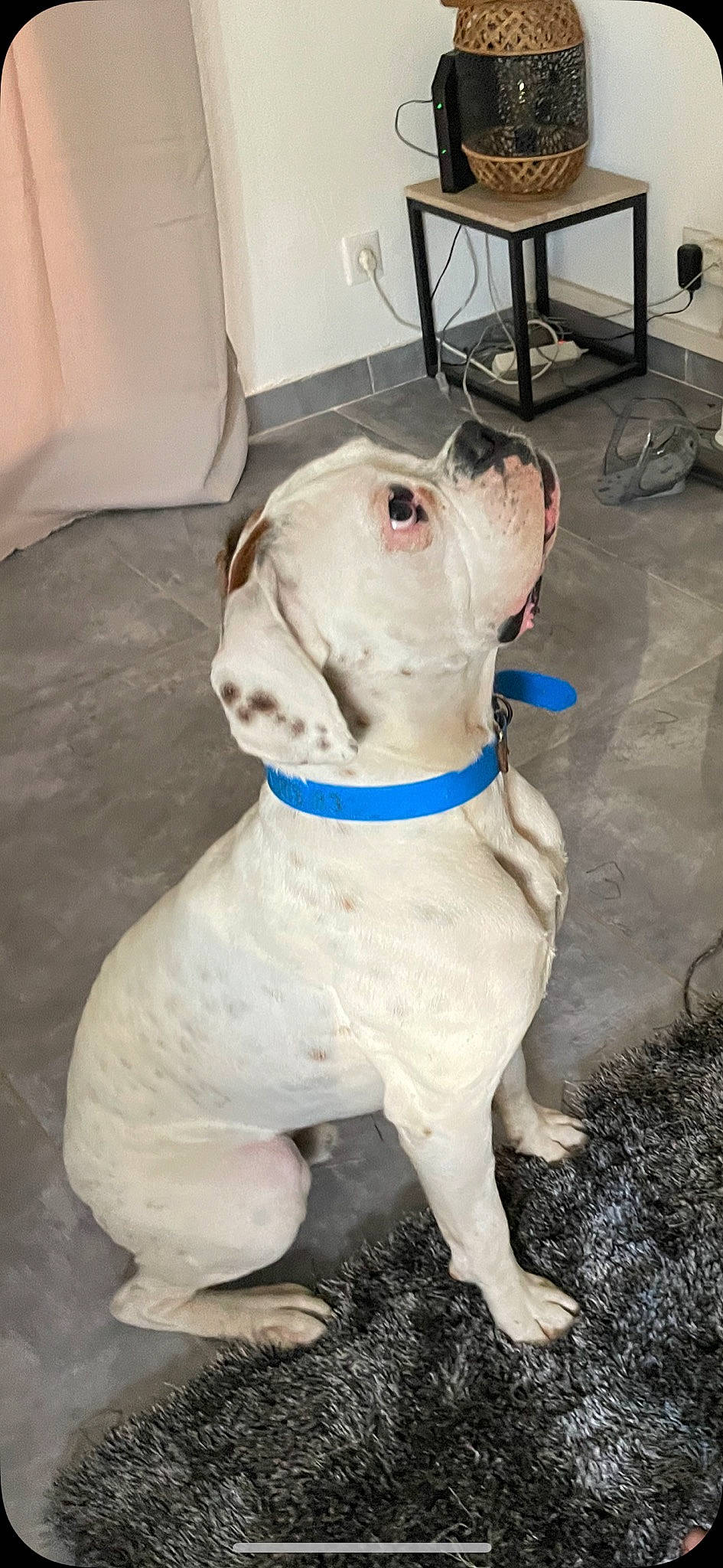 Fantôme a rejoint le concours — aidez-le/la à gagner de superbes lots ! canidae, carnivore, collar, companion_dog, dog, dog_breed, dog_collar, dog_supply, fawn, flooring, guard_dog, molosser, non_sporting_group, paw, pet_supply, snout, sporting_group, tail, working_animal, working_dog