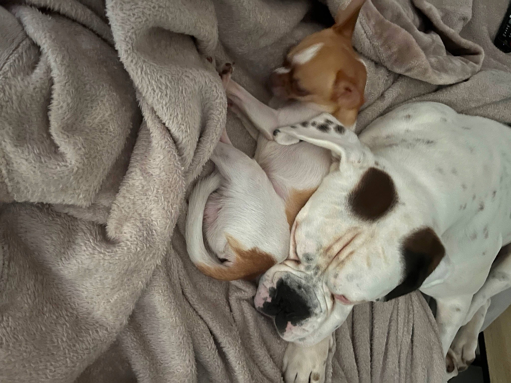 Fantôme participe au concours pour gagner de l'argent avec cette photo : canidae, carnivore, comfort, companion_dog, dog, dog_breed, fawn, felidae, fur, grey, linens, nap, paw, puppy, small_to_medium_sized_cats, snout, sporting_group, toy_dog, whiskers, working_animal