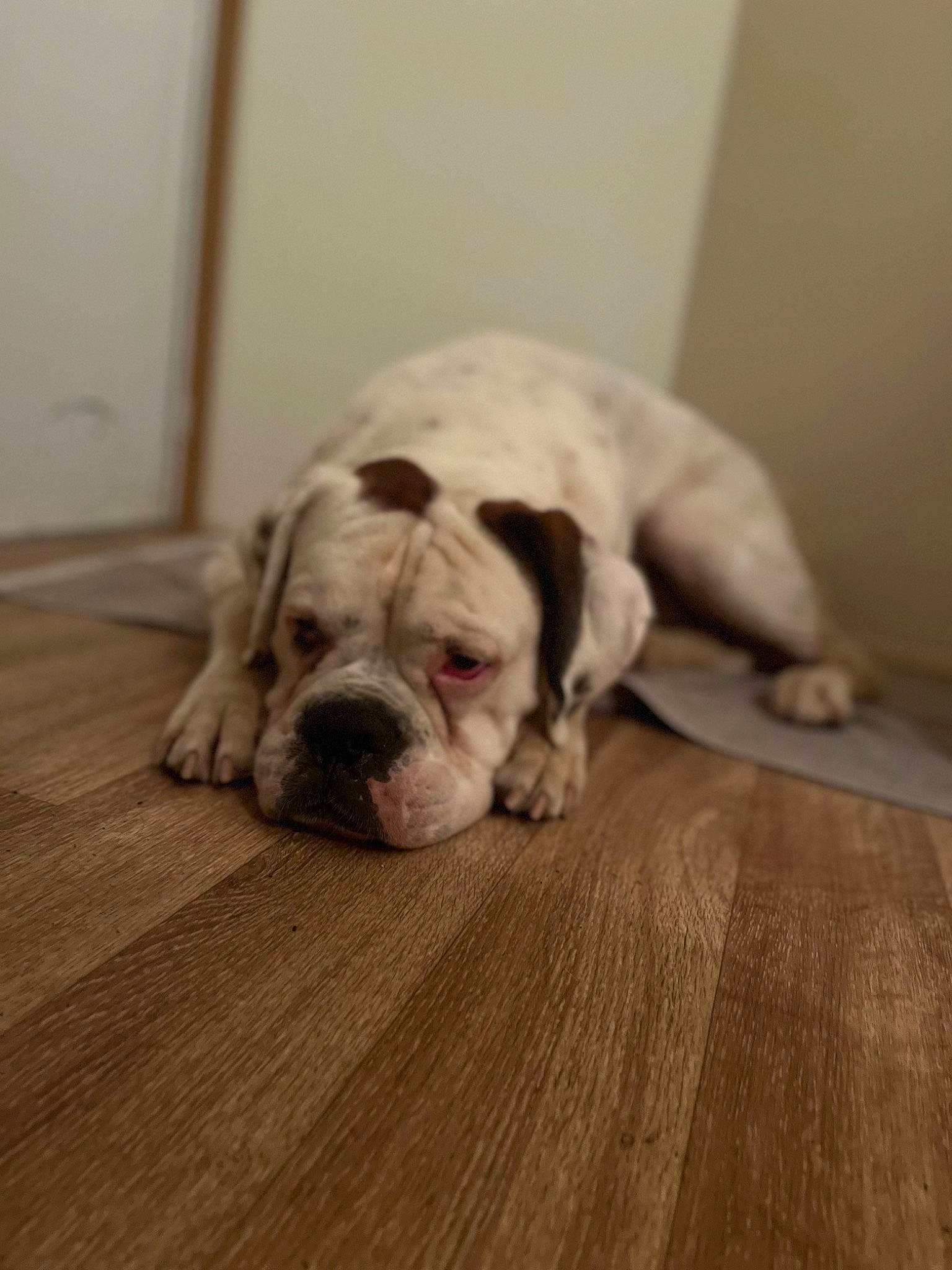 Fantôme participe au concours pour gagner de l'argent avec cette photo : bulldog, canidae, carnivore, comfort, companion_dog, dog, dog_breed, dog_supply, floor, flooring, hardwood, laminate_flooring, pet_supply, snout, terrestrial_animal, wood, wood_flooring, wood_stain, working_animal, wrinkle