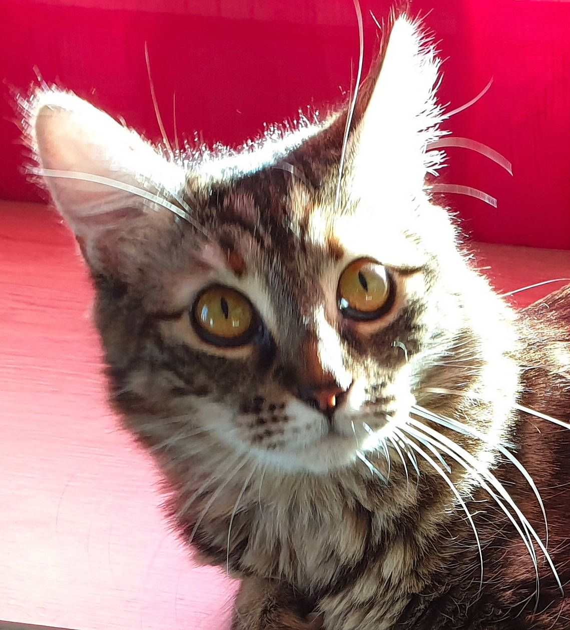 Pandora participe au concours pour gagner de l'argent avec cette photo : american_curl, american_wirehair, asian, carnivore, cat, domestic_long_haired_cat, domestic_short_haired_cat, dragon_li, european_shorthair, felidae, fur, kitten, maine_coon, mammal, pixie_bob, small_to_medium_sized_cats, snout, tabby_cat, vertebrate, whiskers