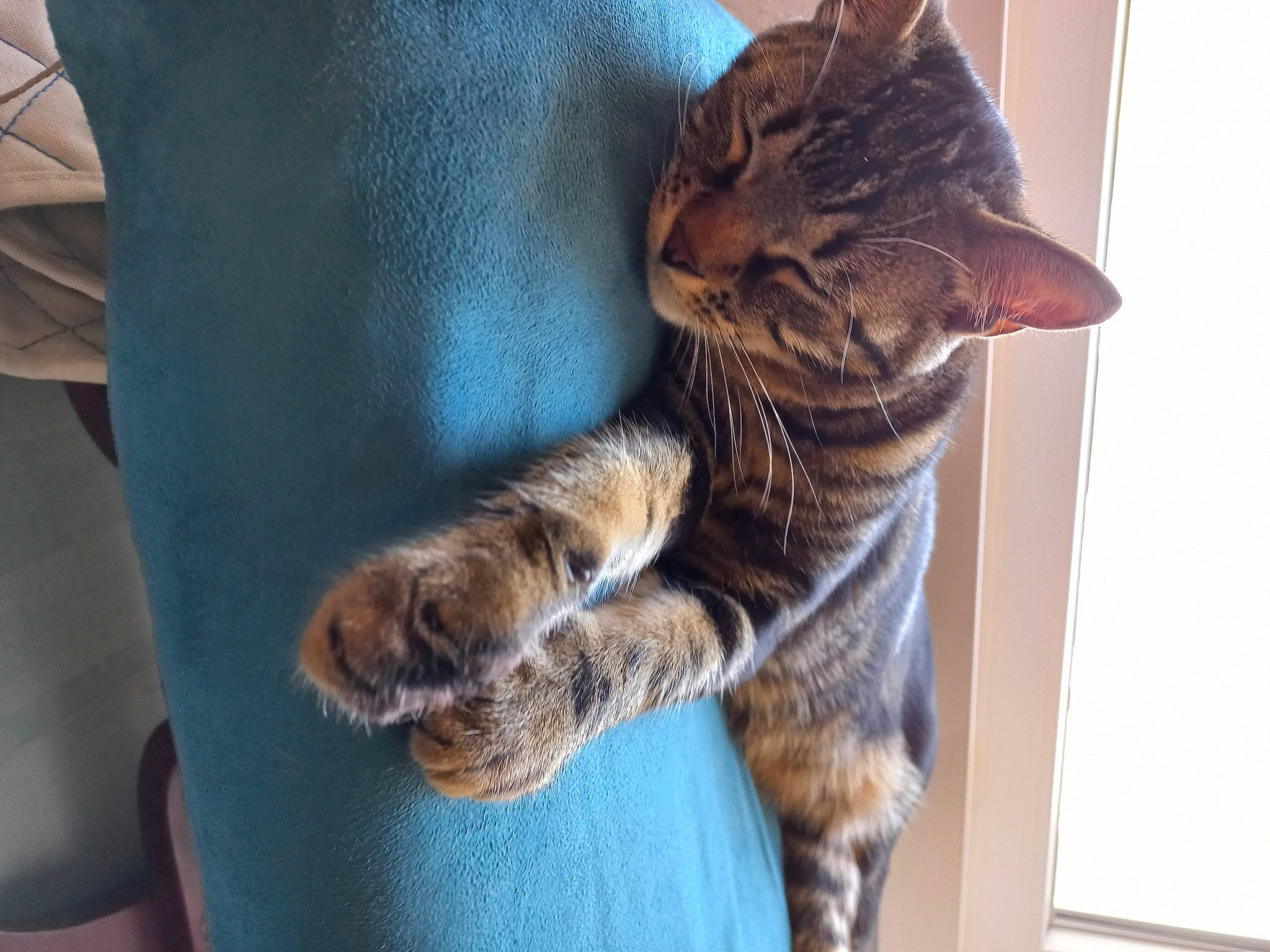 Oscar participe au concours pour gagner de l'argent avec cette photo : carnivore, cat, claw, comfort, domestic_short_haired_cat, felidae, fur, paw, sleeve, small_to_medium_sized_cats, snout, tail, terrestrial_animal, tree, whiskers