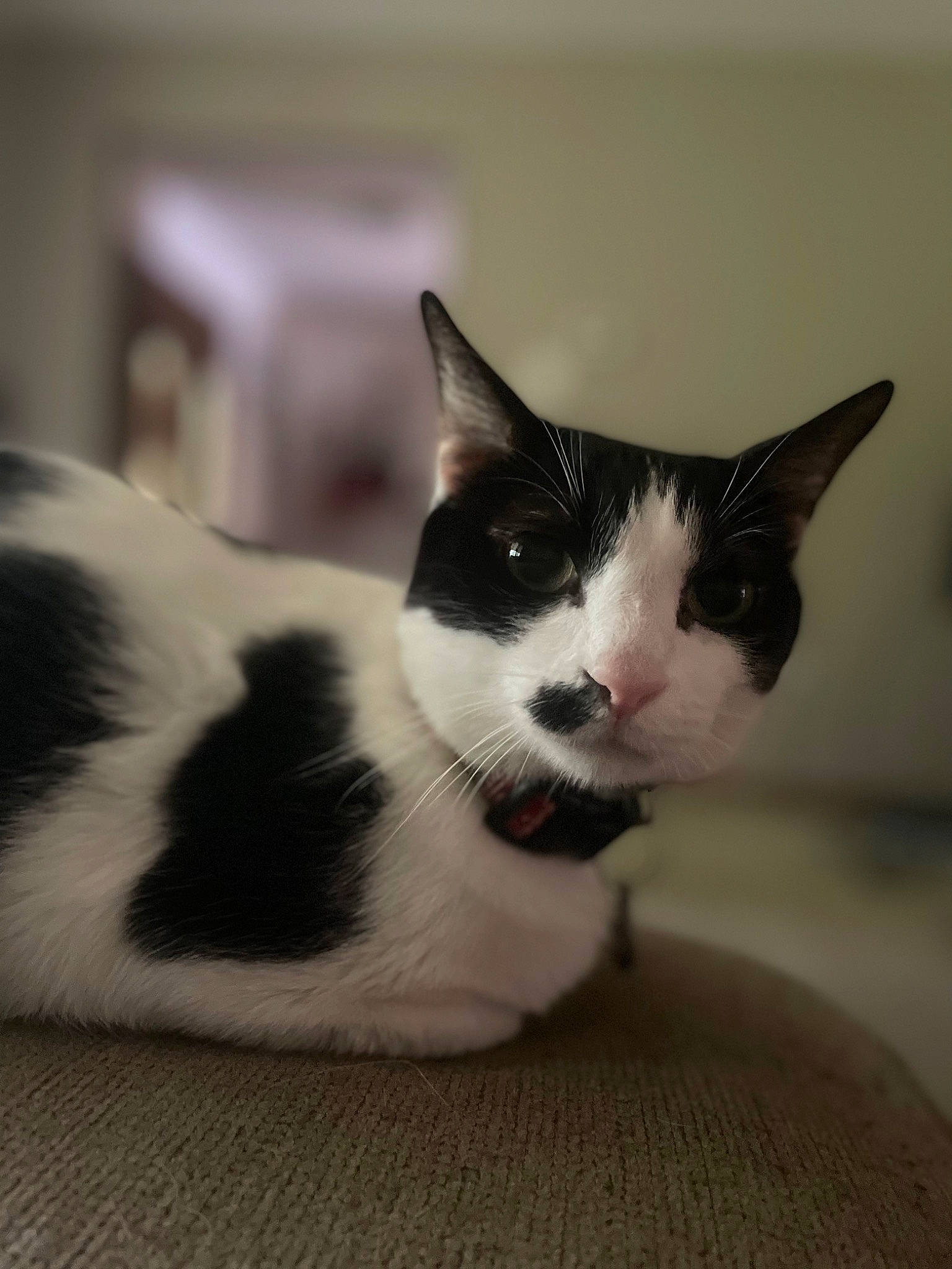 Moo Moo joined the competition — help win amazing prizes! carnivore, cat, comfort, domestic_short_haired_cat, eye, felidae, fur, head, human_body, monochrome_photography, paw, small_to_medium_sized_cats, snout, tail, whiskers, window