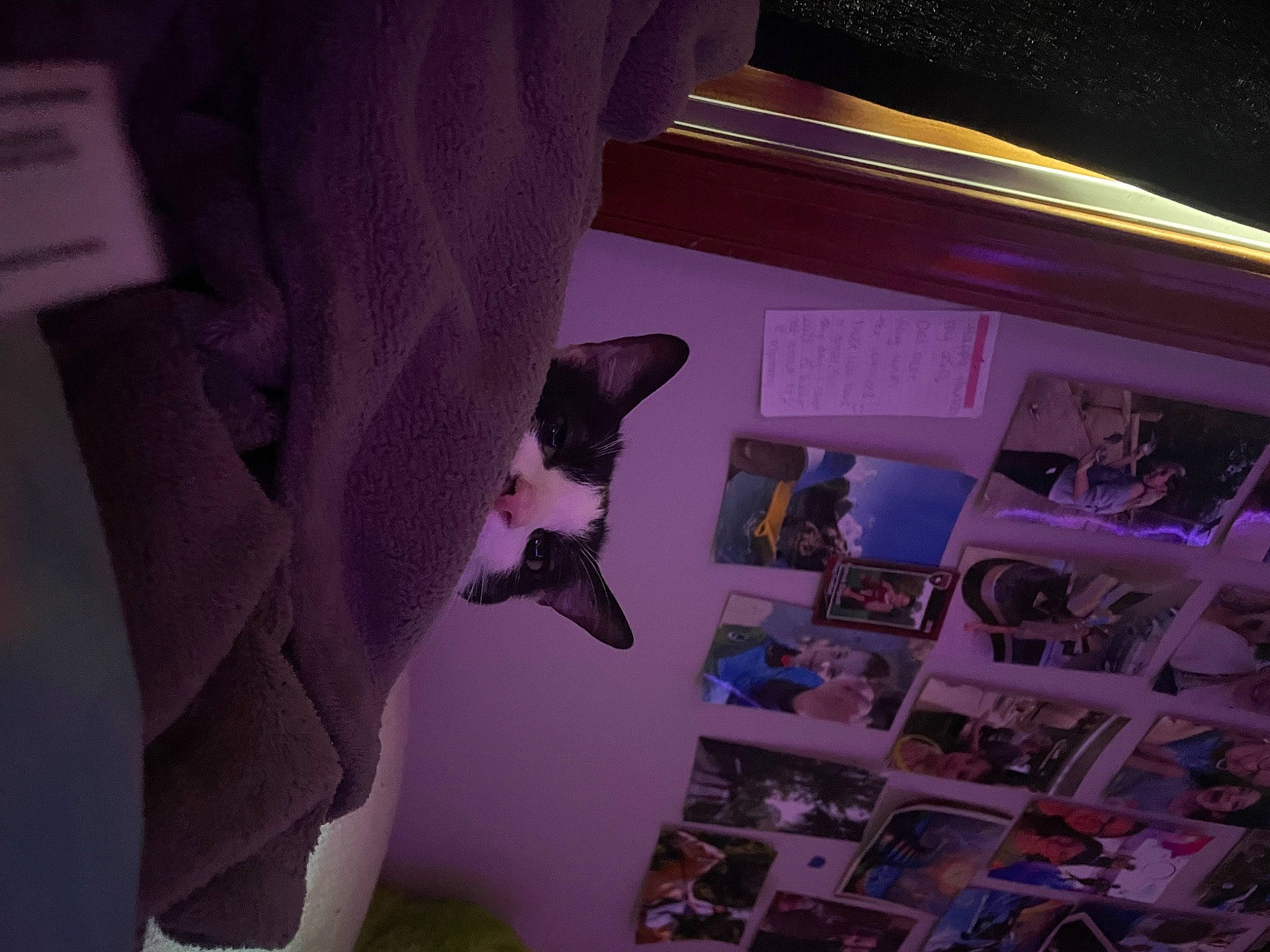 Moo Moo is registered to the contest to win money with this photo: ceiling, darkness, event, eyewear, felidae, flooring, font, fun, fur, graphic_design, linens, magenta, material_property, picture_frame, pink, purple, room, small_to_medium_sized_cats, violet, visual_arts