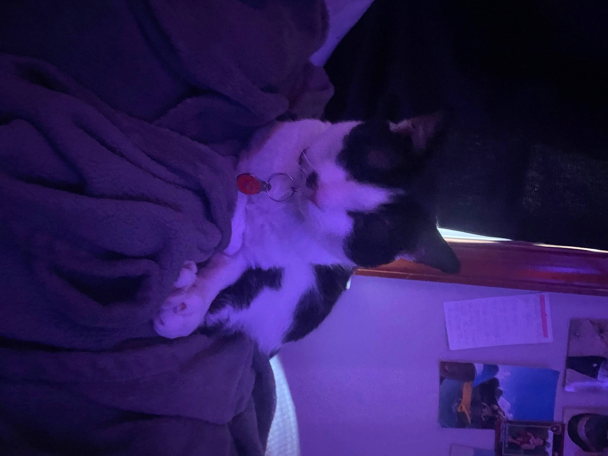 Moo Moo joined the competition — help win amazing prizes! carnivore, cat, comfort, darkness, dog_breed, ear, electric_blue, entertainment, event, felidae, fur, magenta, petal, pink, plant, purple, room, small_to_medium_sized_cats, violet, whiskers