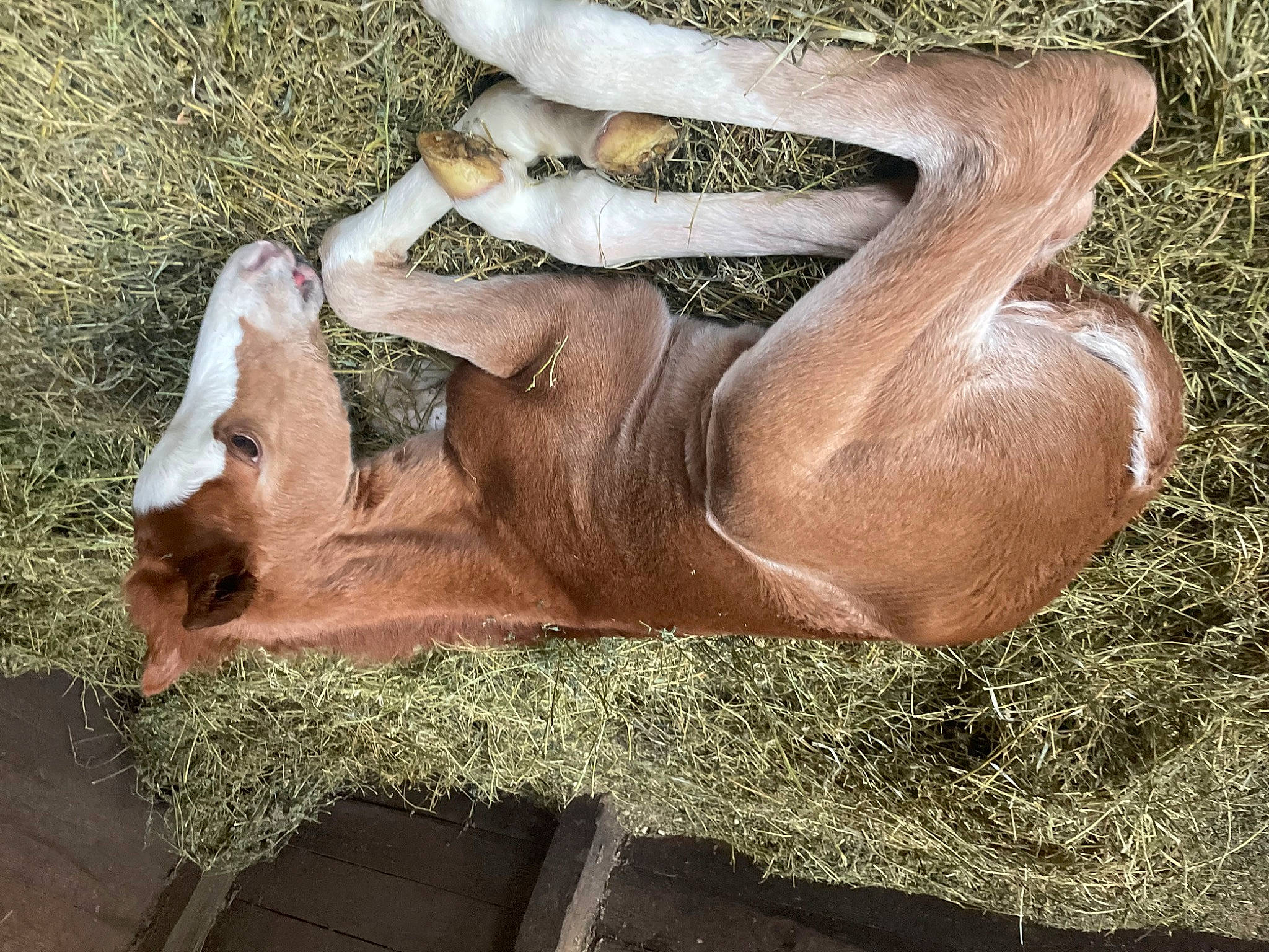 Missy is registered to the contest to win money with this photo: art, comfort, dress, fawn, foot, fur, grass, grassland, human_body, human_leg, leg, liver, people_in_nature, plant, tail, terrestrial_animal, tree, visual_arts, wildlife, wood