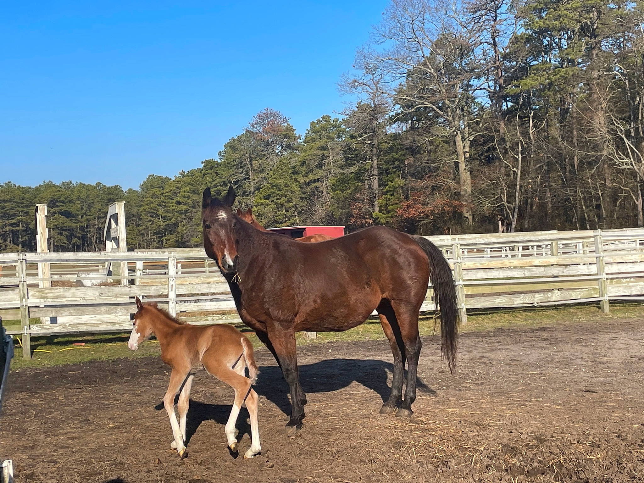 Missy joined the competition — help win amazing prizes! bridle, fence, grassland, horse, horse_supplies, horse_tack, landscape, liver, mane, mare, pack_animal, plant, sky, snout, sorrel, split_rail_fence, terrestrial_animal, tree, wood, working_animal