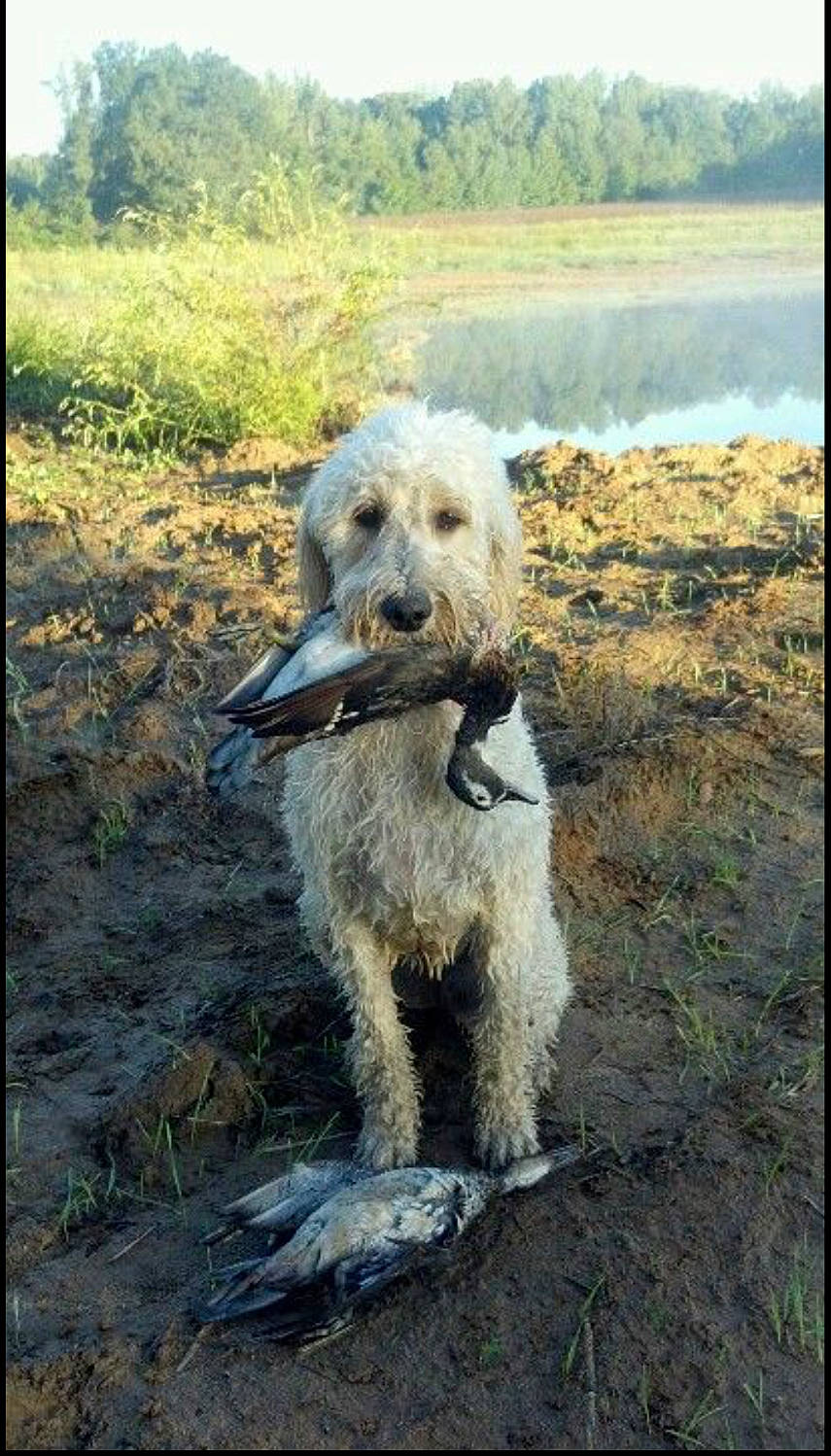 Bell joined the competition — help win amazing prizes! canidae, carnivore, companion_dog, dog, dog_breed, dog_collar, grass, labradoodle, lake, plant, poodle, sky, small_terrier, soil, sporting_group, terrier, toy_dog, water, water_dog, working_animal