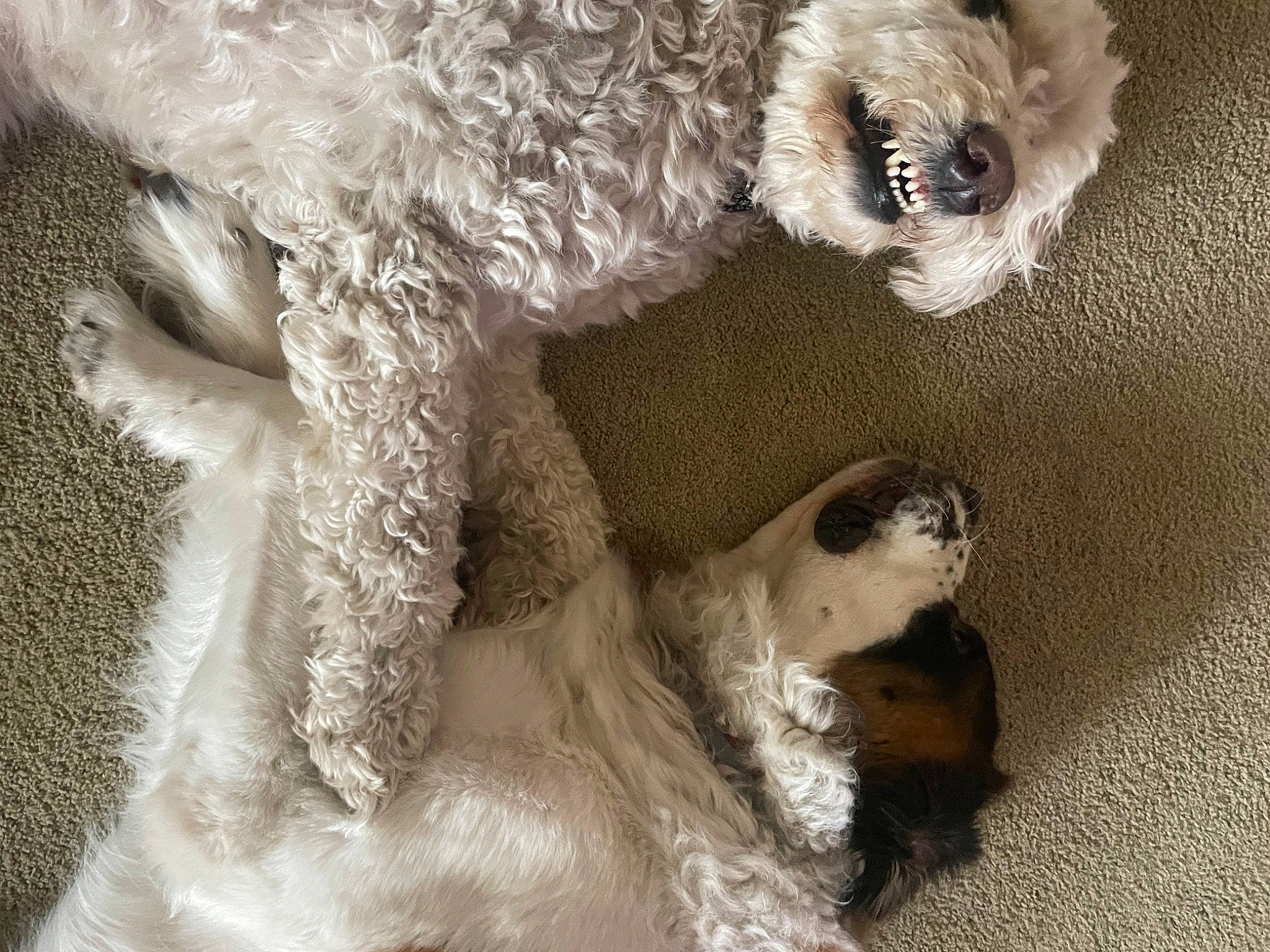 Bell joined the competition — help win amazing prizes! art, canidae, carnivore, companion_dog, dog_breed, fawn, fur, fur_clothing, livestock, paw, puppy, sheep, snout, sporting_group, tail, toy, toy_dog, wool, working_animal