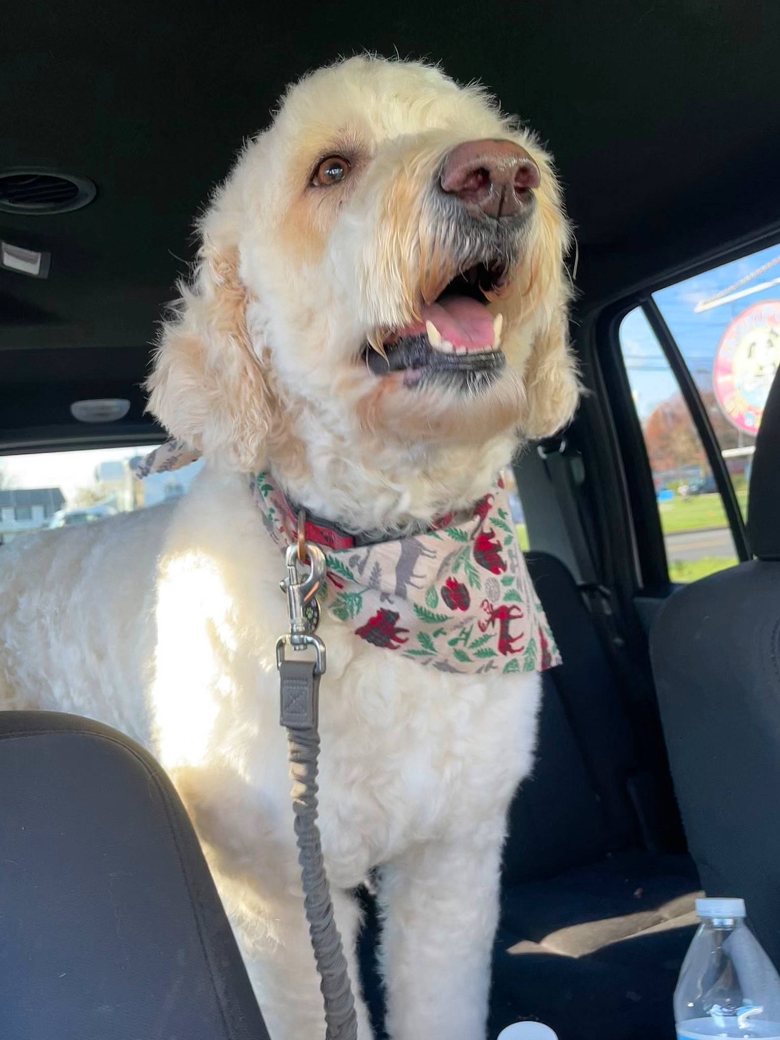 Bell joined the competition — help win amazing prizes! bottle, canidae, car, car_seat, car_seat_cover, carnivore, collar, companion_dog, dog, dog_breed, dog_clothes, dog_collar, fawn, glasses, leash, seat_belt, snout, terrier, toy_dog, vehicle