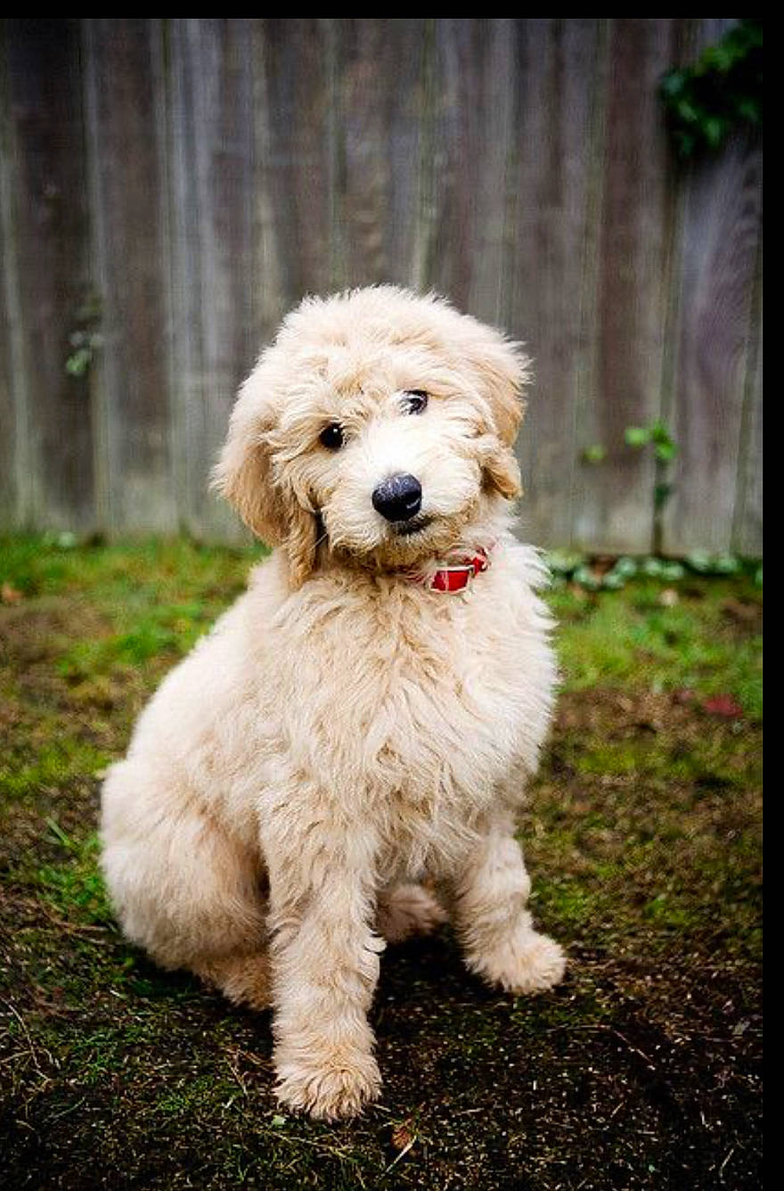 Bell joined the competition — help win amazing prizes! canidae, carnivore, companion_dog, dog, dog_breed, dog_collar, fur, grass, maltepoo, non_sporting_group, plant, poodle, puppy, sporting_group, tail, terrestrial_animal, terrier, toy_dog, water_dog, working_animal