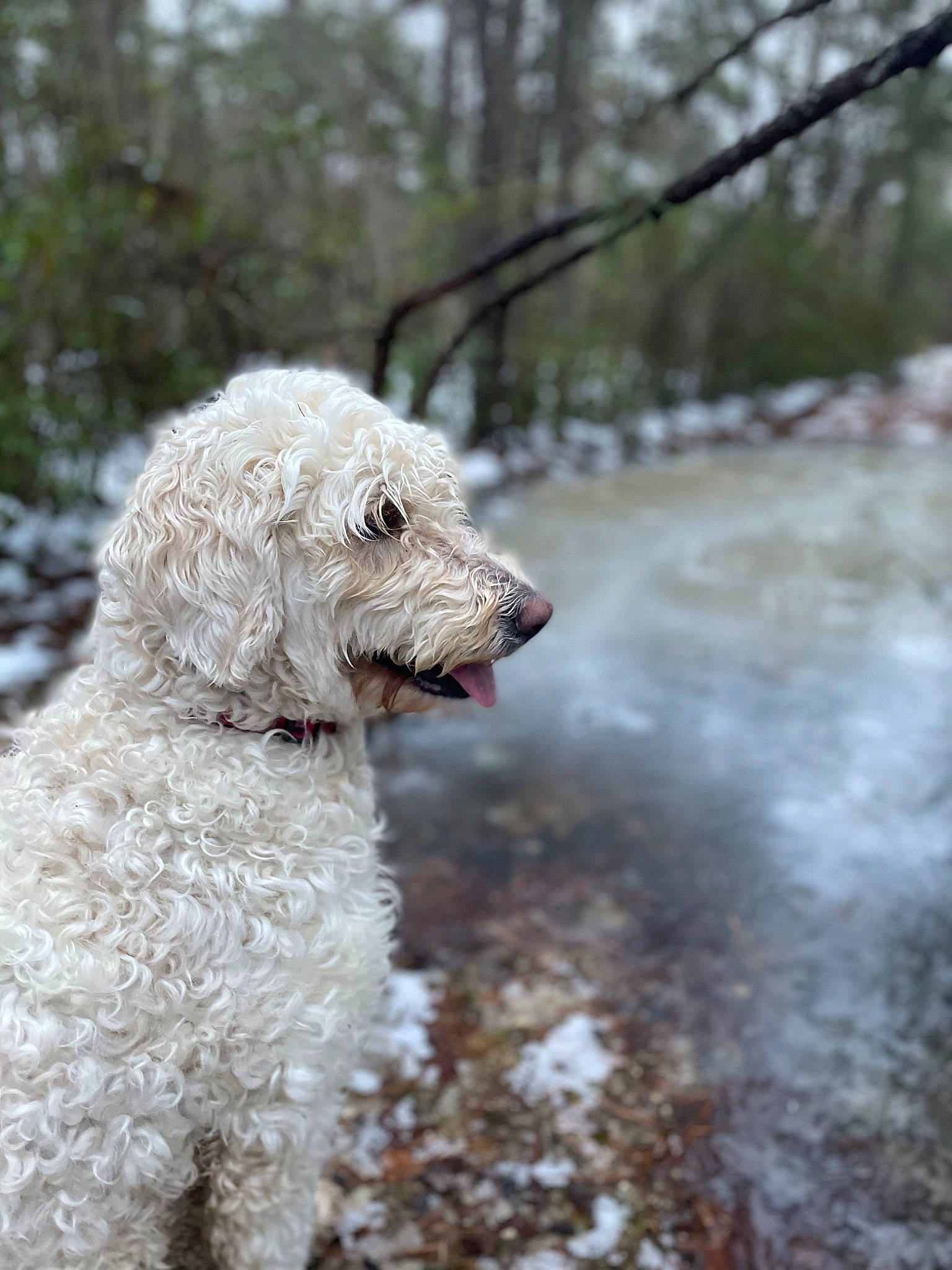 Bell joined the competition — help win amazing prizes! canidae, carnivore, companion_dog, dog, dog_breed, dog_collar, freezing, fur, goldendoodle, poodle, snout, spaniel, sporting_group, terrier, toy_dog, tree, twig, water, water_dog, winter