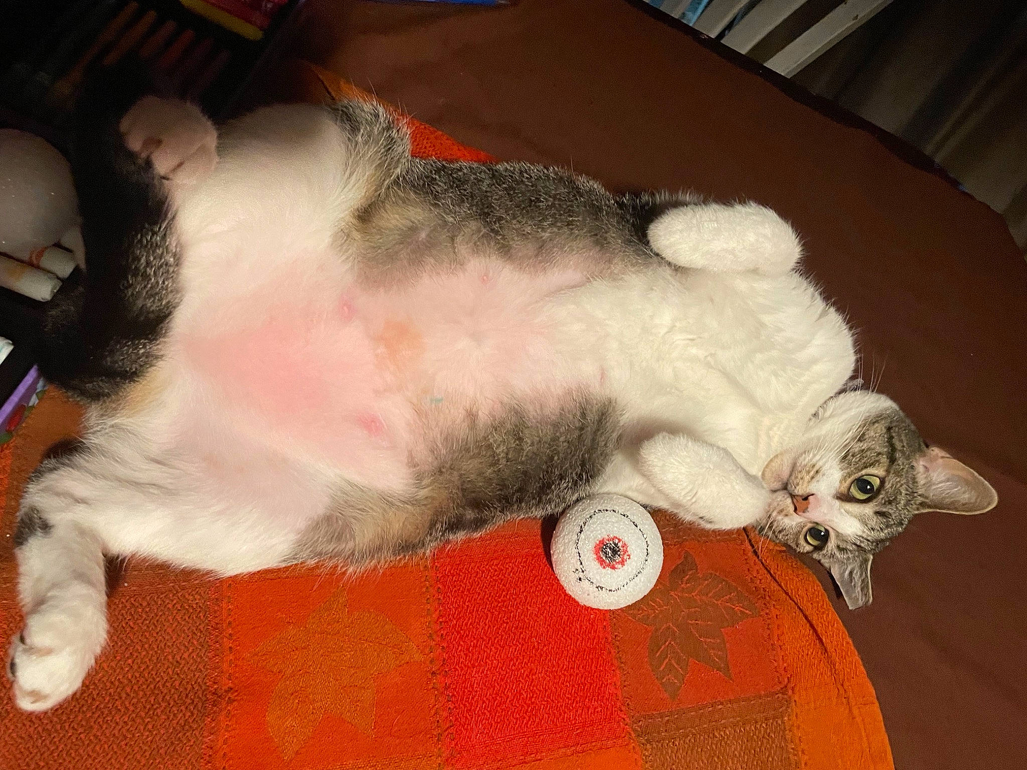 Luna is registered to the contest to win money with this photo: canidae, carnivore, cat, claw, comfort, companion_dog, dog_breed, domestic_short_haired_cat, ear, fawn, felidae, fur, human_leg, lap, nap, paw, small_to_medium_sized_cats, snout, tail, whiskers