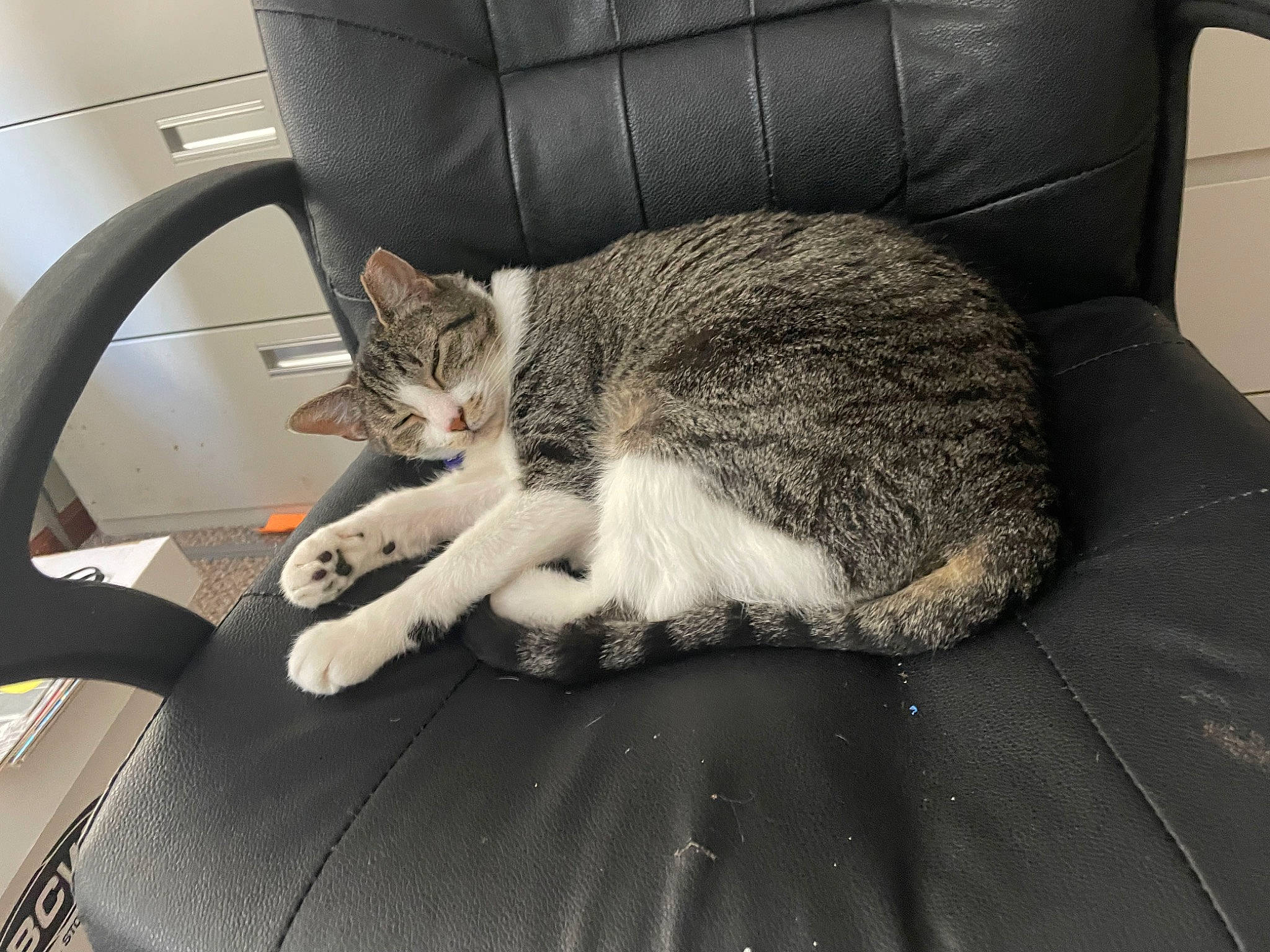 Luna joined the competition — help win amazing prizes! auto_part, automotive_exterior, automotive_tire, carnivore, cat, comfort, couch, felidae, human_leg, lap, leg, mammal, paw, small_to_medium_sized_cats, snout, tail, vehicle_door, vertebrate, whiskers, wood