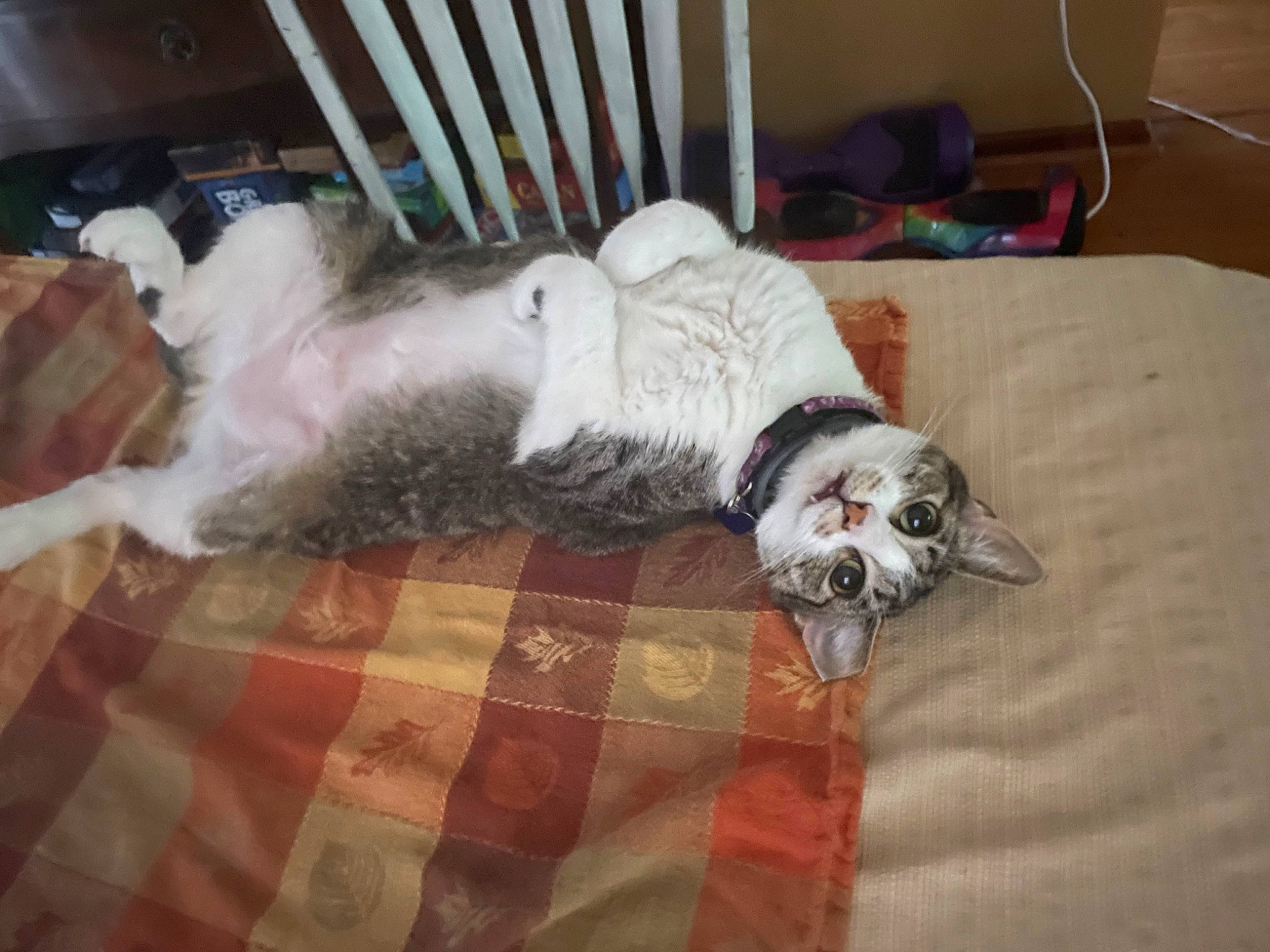 Luna is registered to the contest to win money with this photo: bed, bedding, canidae, carnivore, comfort, companion_dog, couch, dog, dog_breed, domestic_short_haired_cat, fawn, felidae, flooring, fur, grey, linens, small_to_medium_sized_cats, sporting_group, tail, whiskers