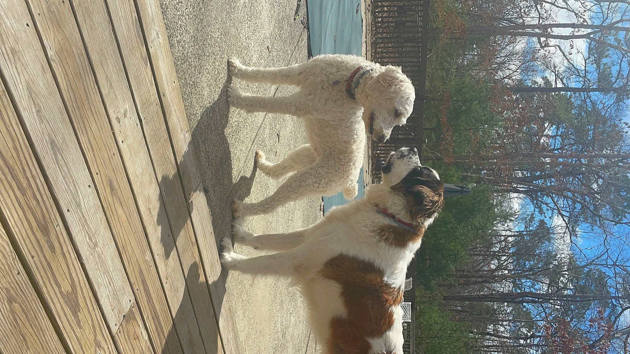 Bruno joined the competition — help win amazing prizes! building, carnivore, cat, companion_dog, dog_breed, domestic_short_haired_cat, fawn, felidae, fur, plant, sky, small_to_medium_sized_cats, snout, tail, tree, trunk, twig, whiskers, window, wood