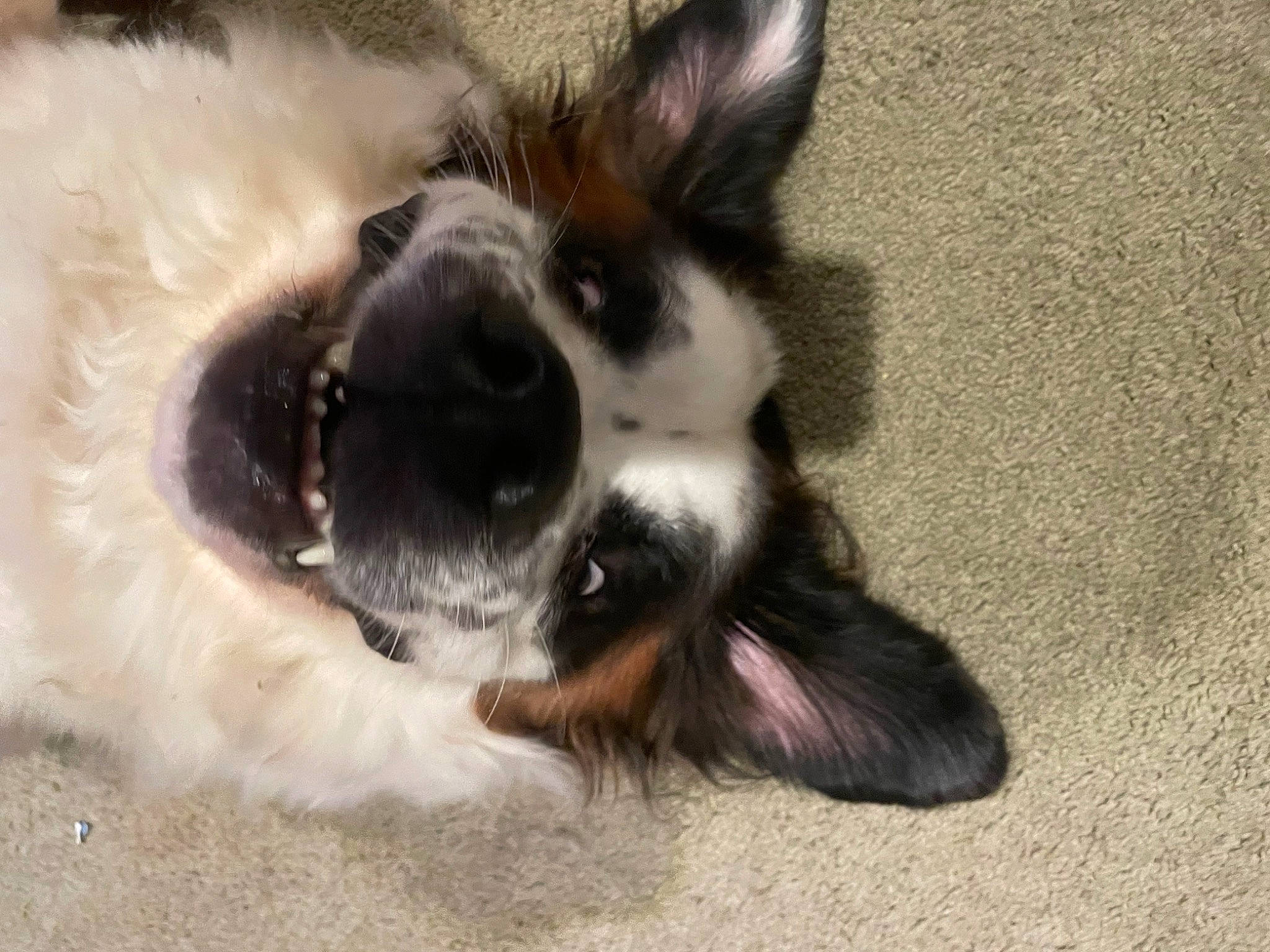 Bruno joined the competition — help win amazing prizes! canidae, carnivore, companion_dog, corgi_chihuahua, dog, dog_breed, ear, fawn, fur, liver, non_sporting_group, paw, snout, sporting_group, terrestrial_animal, toy_dog, whiskers, working_animal