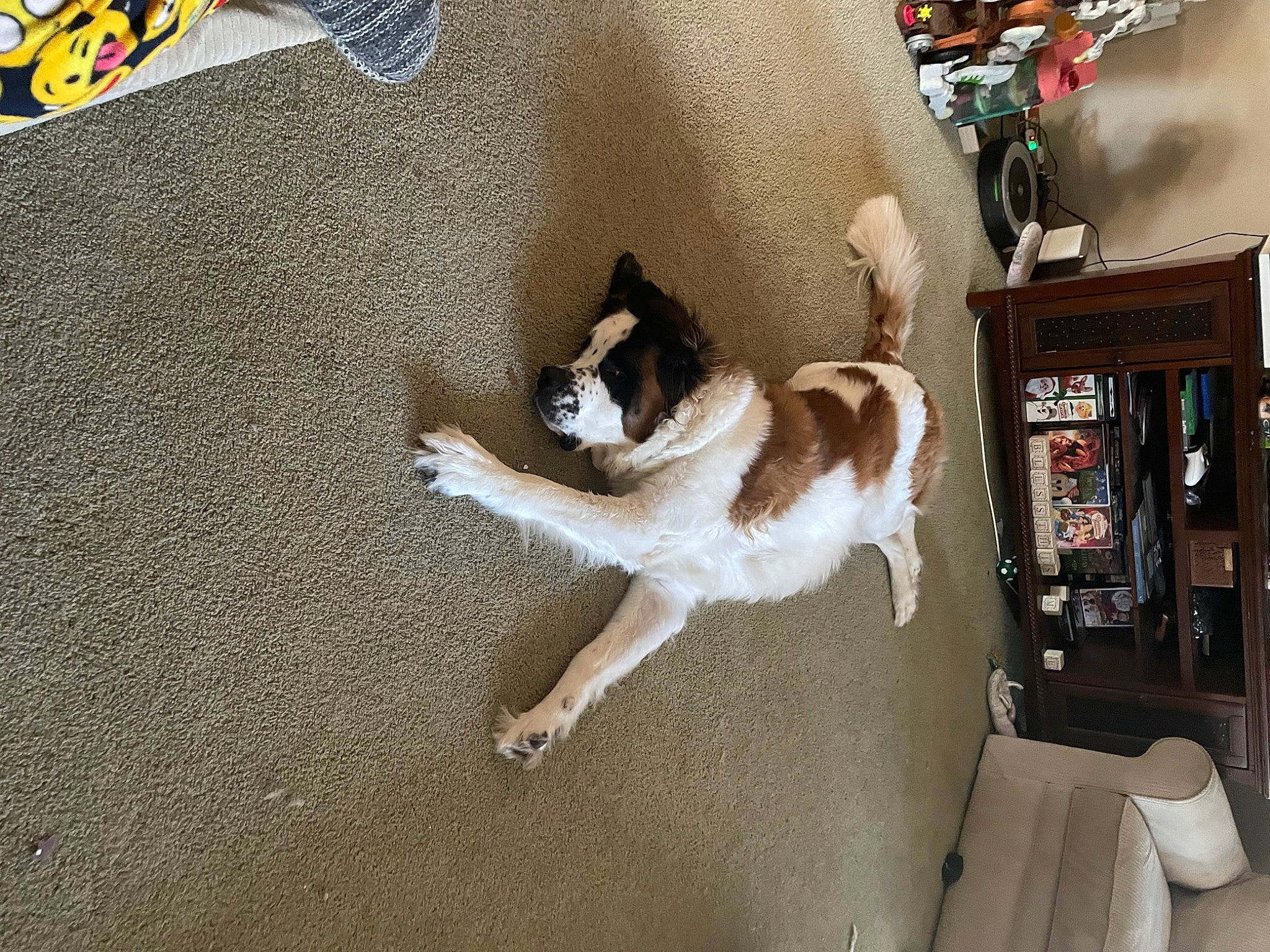 Bruno is registered to the contest to win money with this photo: canidae, carnivore, cat, comfort, companion_dog, dog_breed, domestic_short_haired_cat, door, fawn, felidae, flooring, fur, hardwood, paw, room, small_to_medium_sized_cats, sporting_group, tail, whiskers, wood