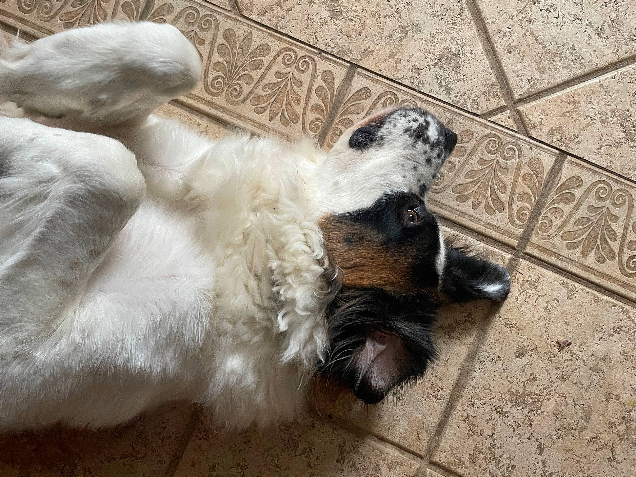 Bruno is registered to the contest to win money with this photo: canidae, carnivore, claw, companion_dog, dog, dog_breed, felidae, flooring, fur, paw, puppy, small_to_medium_sized_cats, sporting_group, tail, terrestrial_animal, whiskers