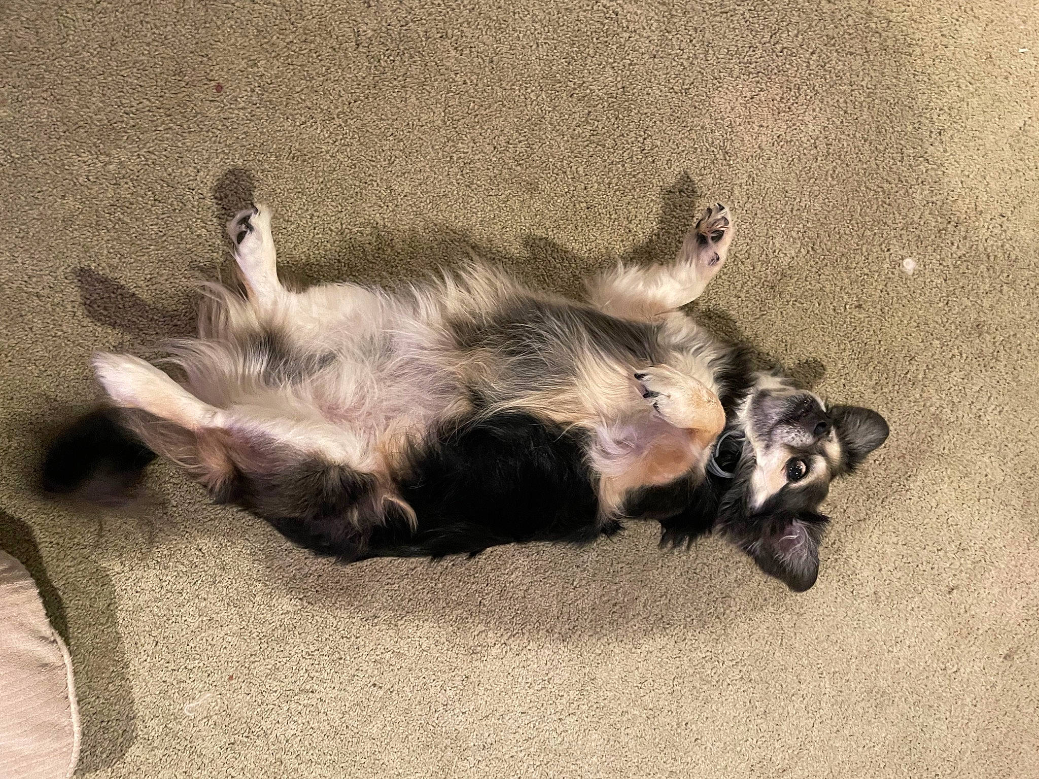 Minnie is registered to the contest to win money with this photo: canidae, carnivore, cat, claw, comfort, companion_dog, dog_breed, domestic_short_haired_cat, fawn, felidae, fur, paw, puppy, shadow, small_to_medium_sized_cats, snout, sporting_group, tail, terrestrial_animal, whiskers