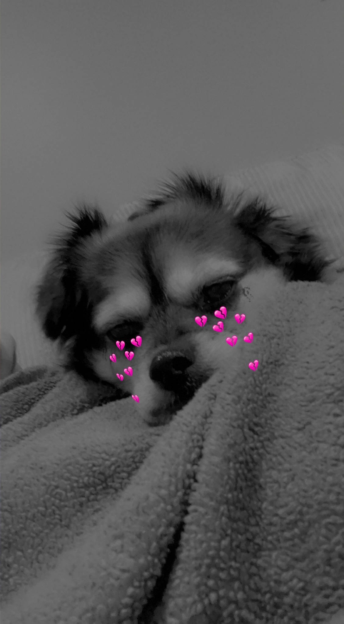 Minnie joined the competition — help win amazing prizes! canidae, carnivore, companion_dog, dog, dog_breed, eye, eyelash, fawn, fur, german_spitz, german_spitz_mittel, grey, hair, iris, monochrome, monochrome_photography, nose, snout, whiskers, working_animal