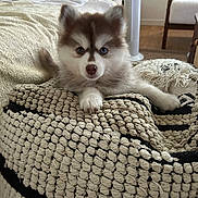 Bounty participe au concours pour gagner de l'argent avec cette photo : blanket, blue_eyes, brown, couch, cute, dog, ears, fan, fluffy, fur, home, indoor, looking_at_camera, nose, pet, puppy, resting, small_dog, white, woven